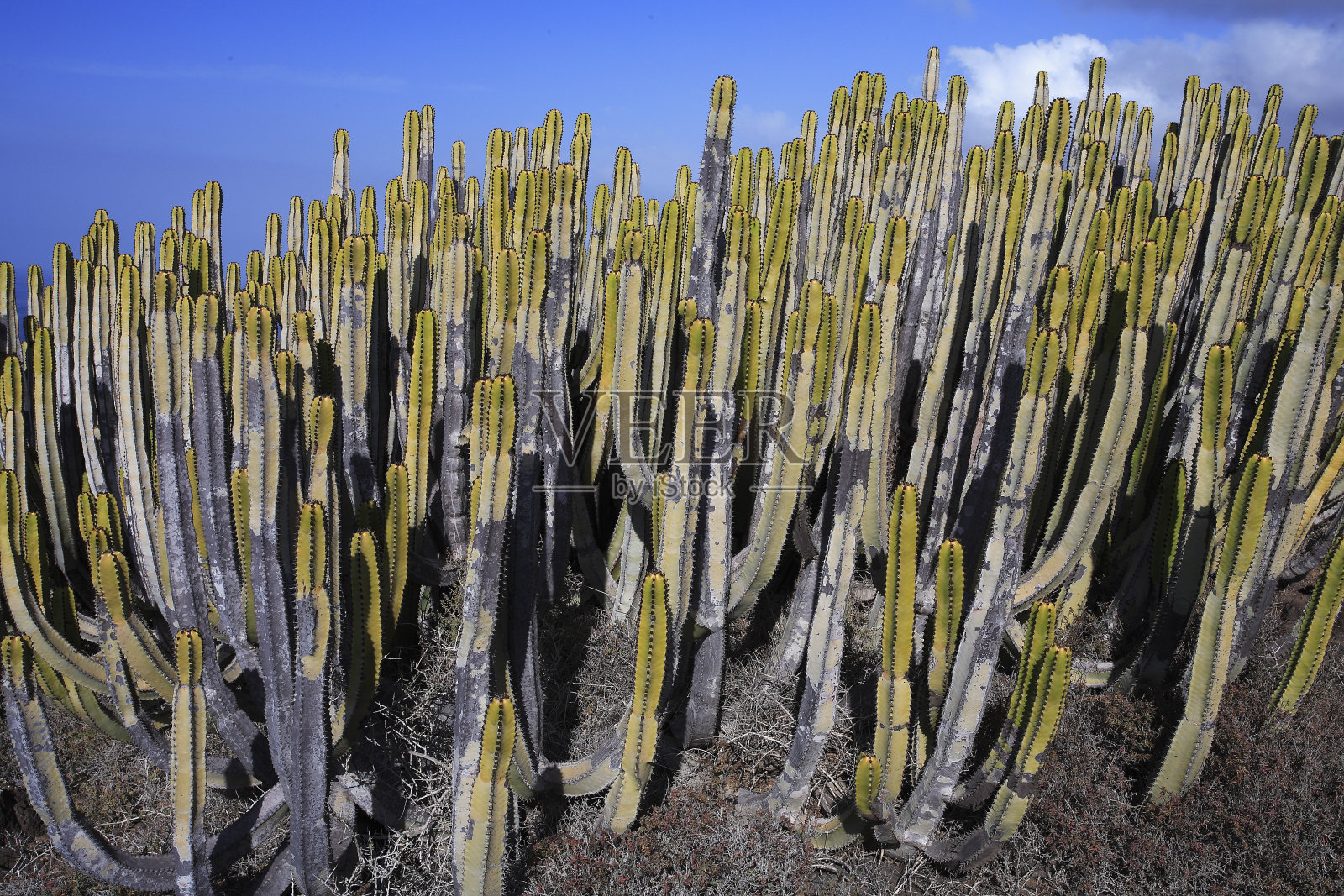 大戟照片摄影图片