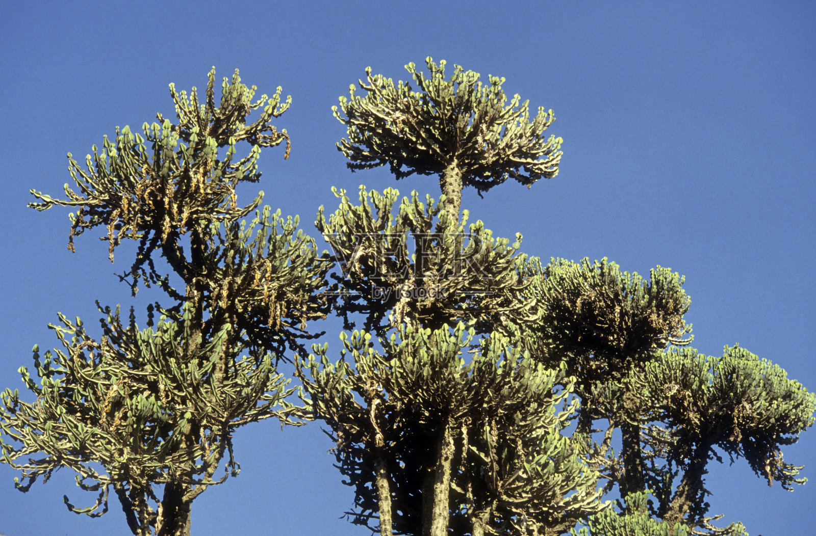 大戟照片摄影图片