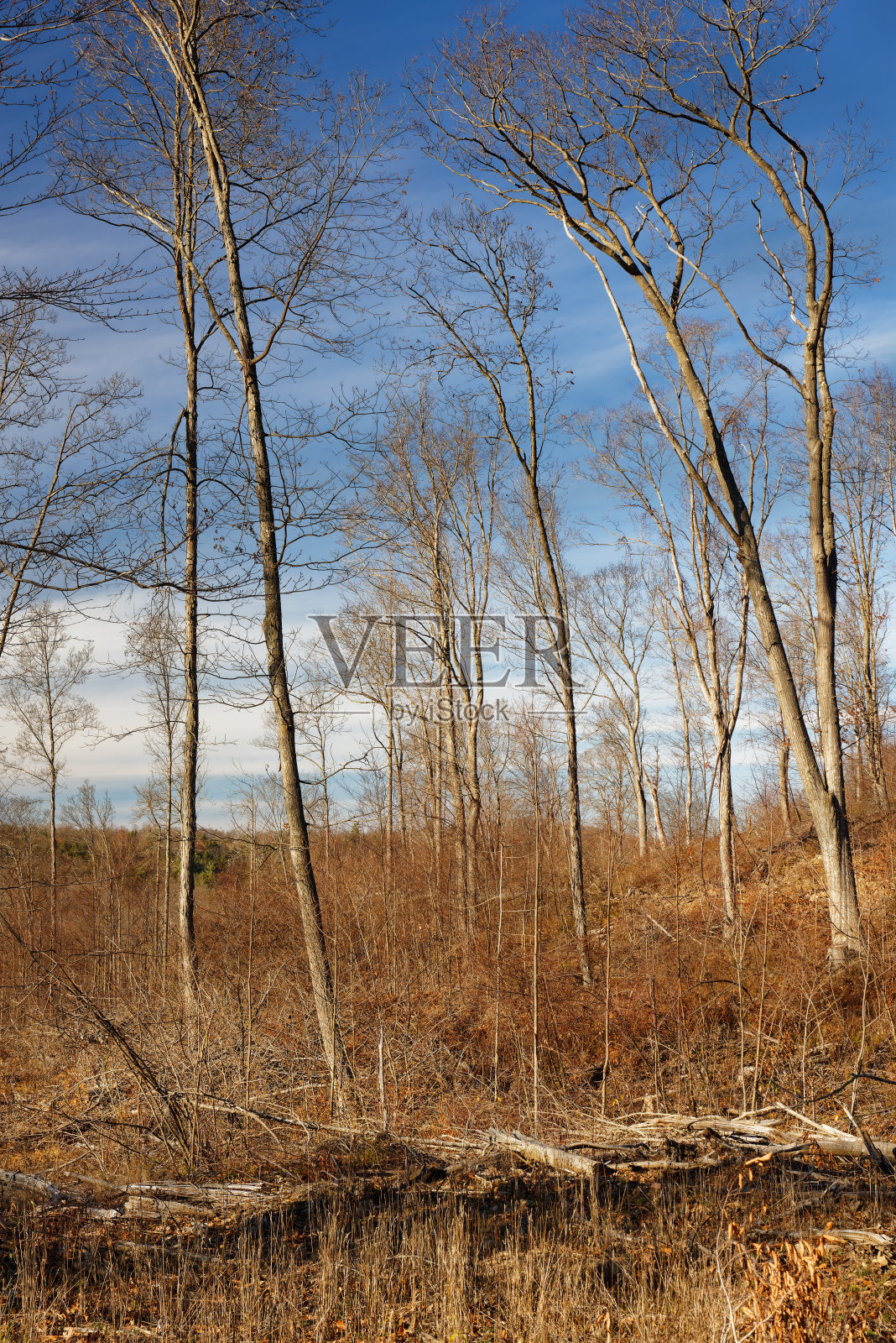 选择性砍伐后的林地，天伯伦照片摄影图片