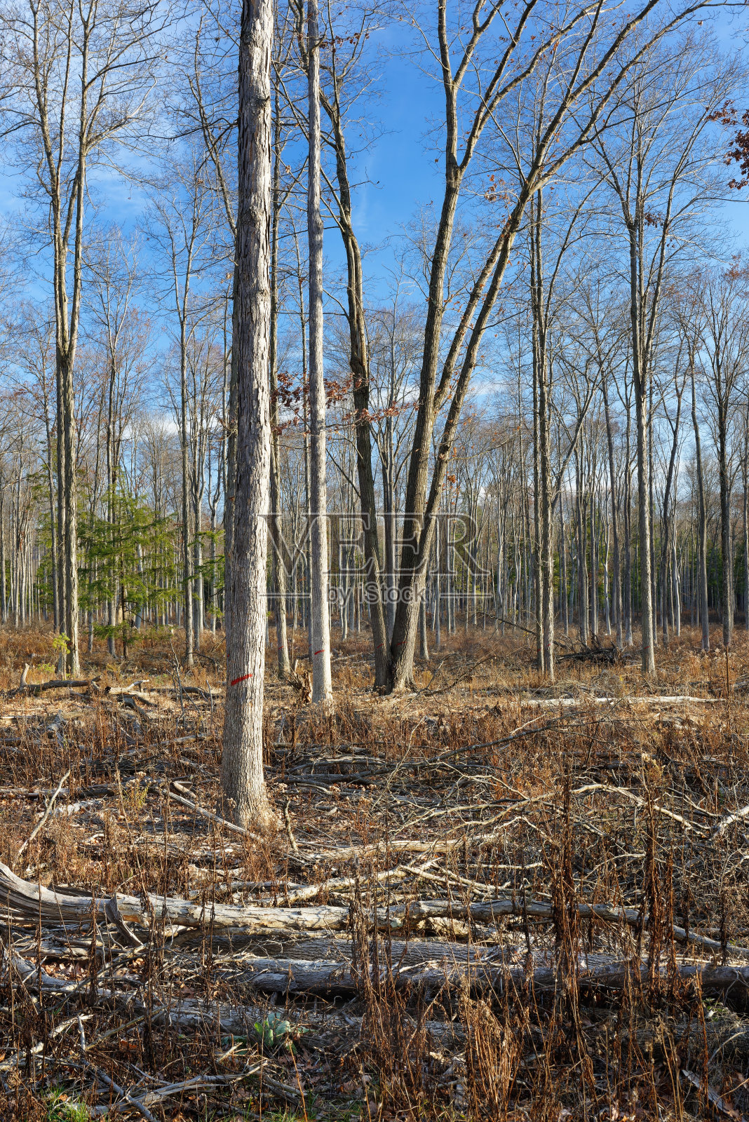 选择性砍伐后的林地，天伯伦照片摄影图片