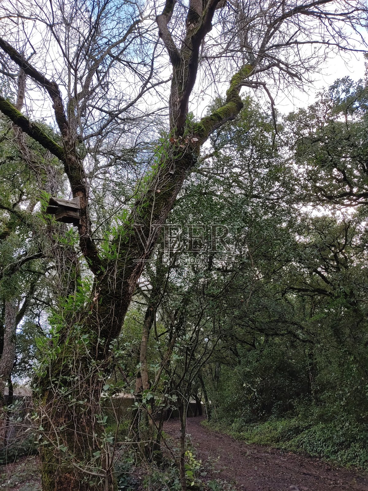 奎鲁兹的早晨照片摄影图片
