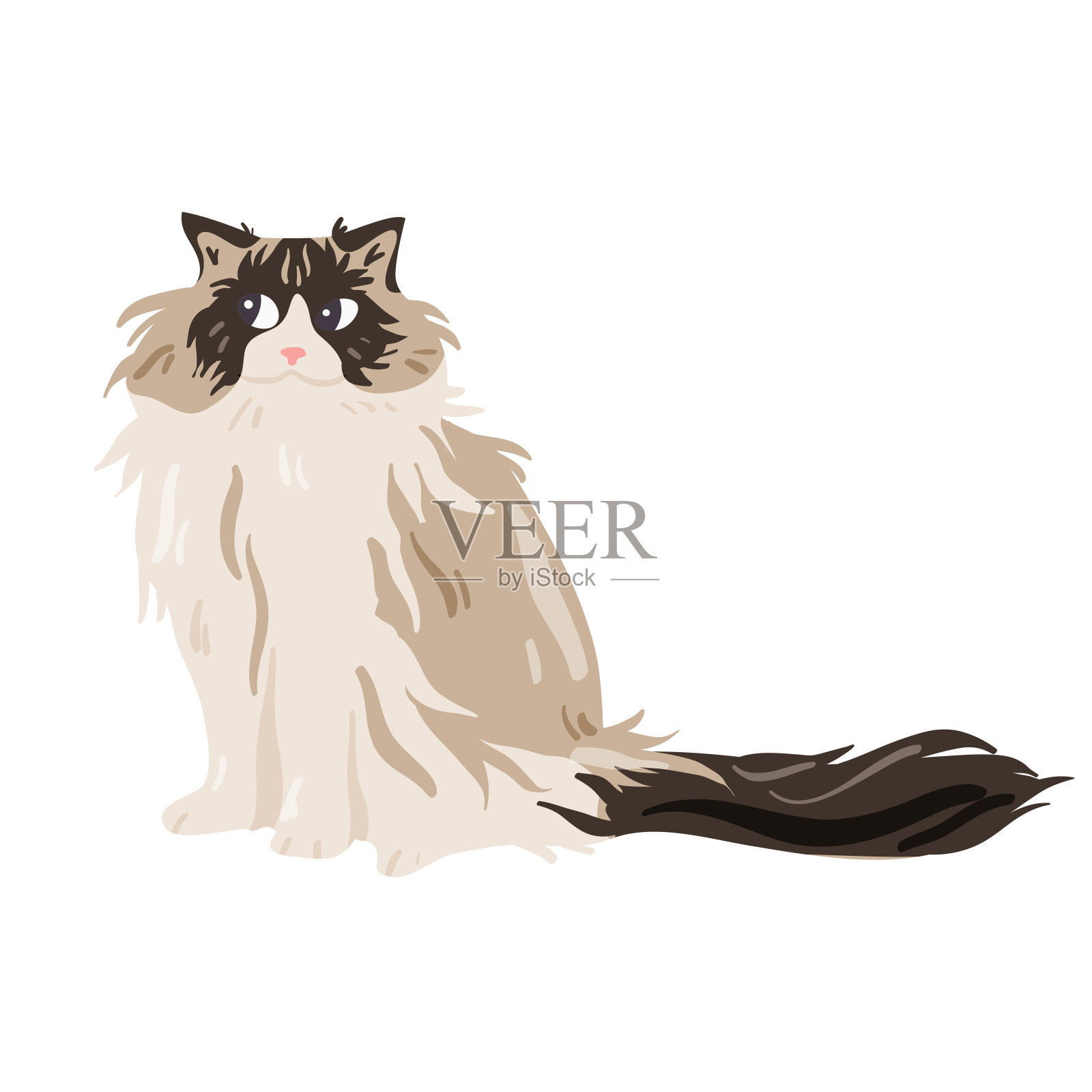 孤立的白色伯曼猫矢量插图。设计元素图片