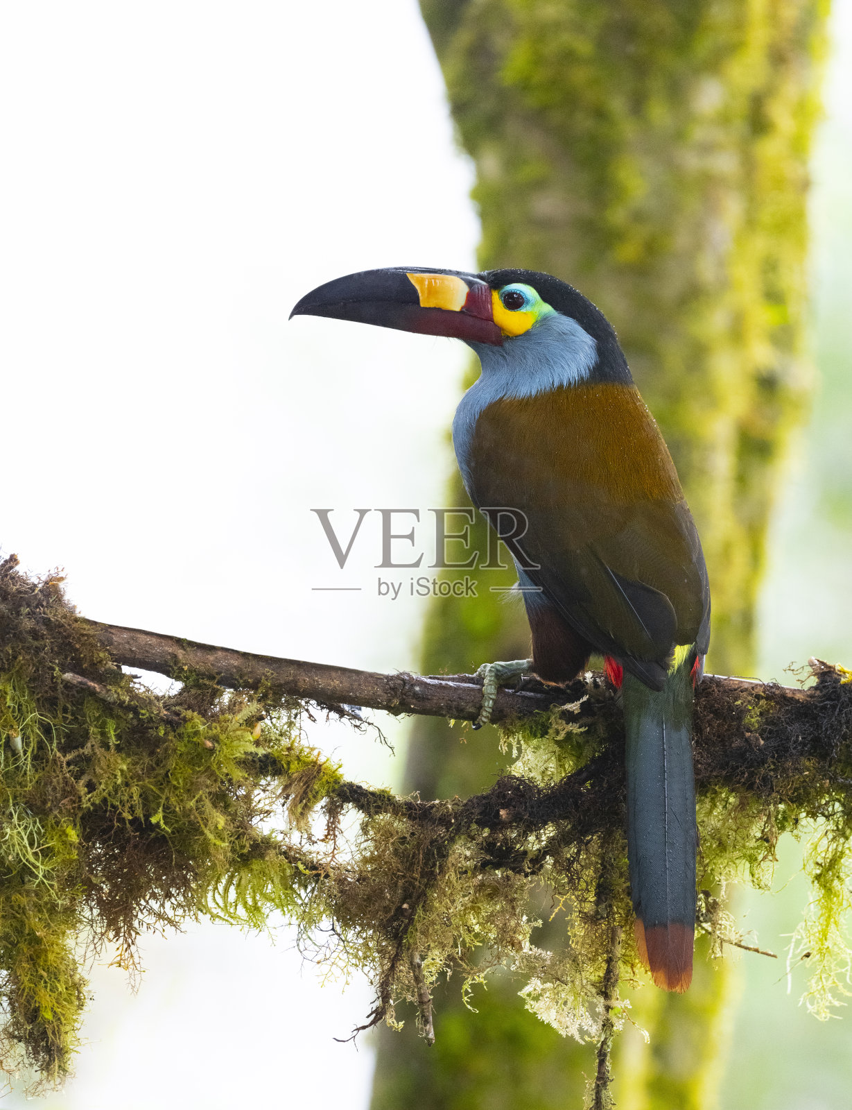 Plate-billed山巨嘴鸟照片摄影图片