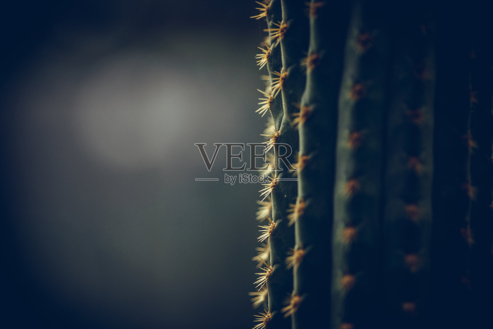 绿色仙人掌的刺细部照片摄影图片