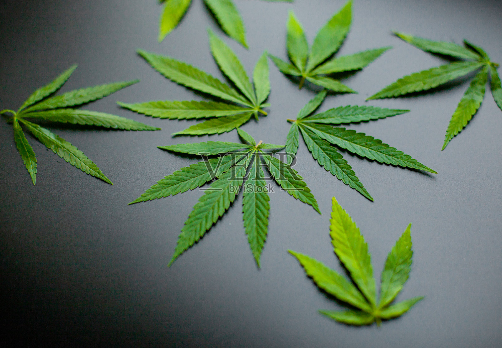 黑色背景上的大麻或大麻叶。俯视图，平放。模板或模拟。大麻叶在美丽的黑色背景与拷贝空间照片摄影图片