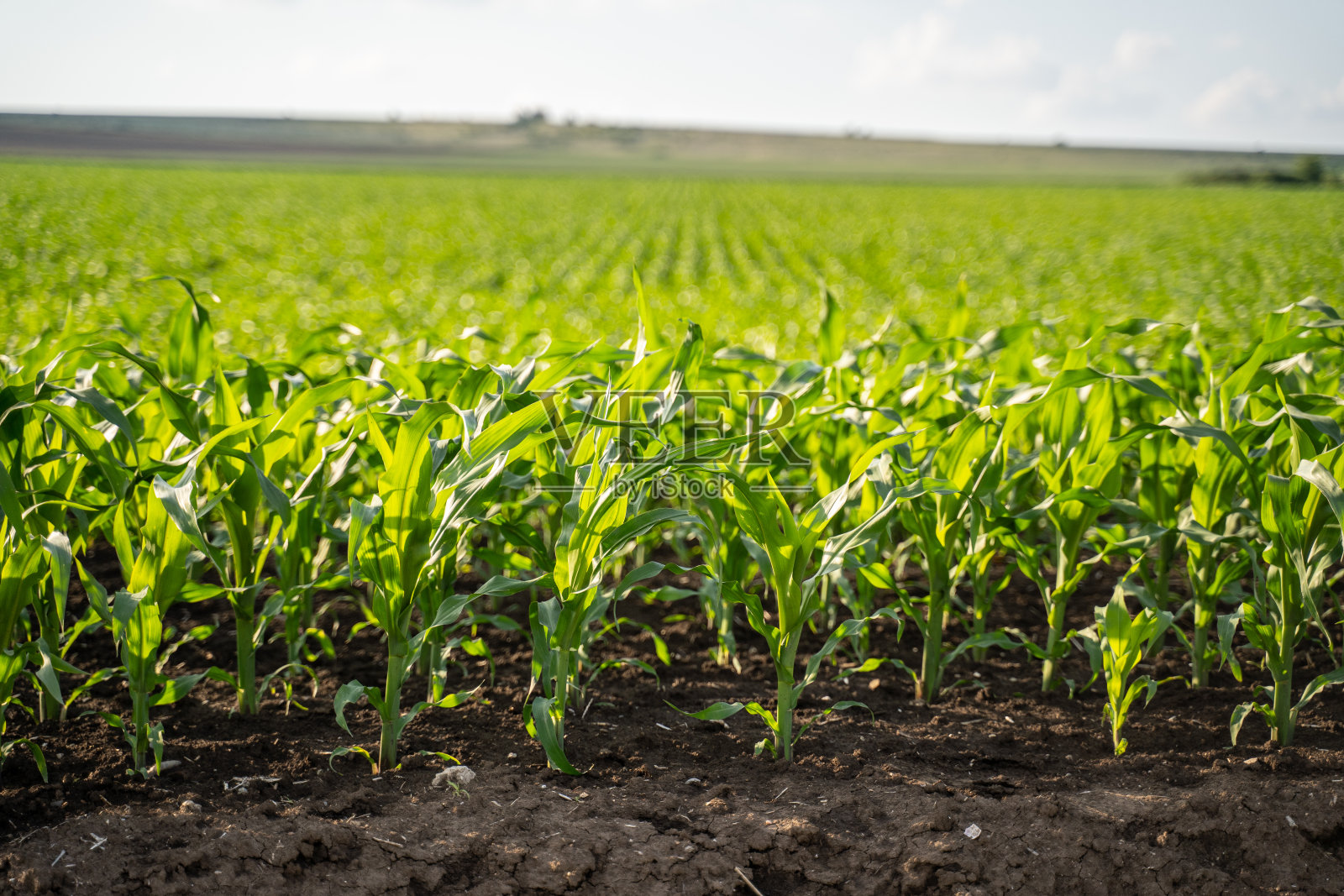 有机农场中有大量的玉米幼苗。农业职业。照片摄影图片