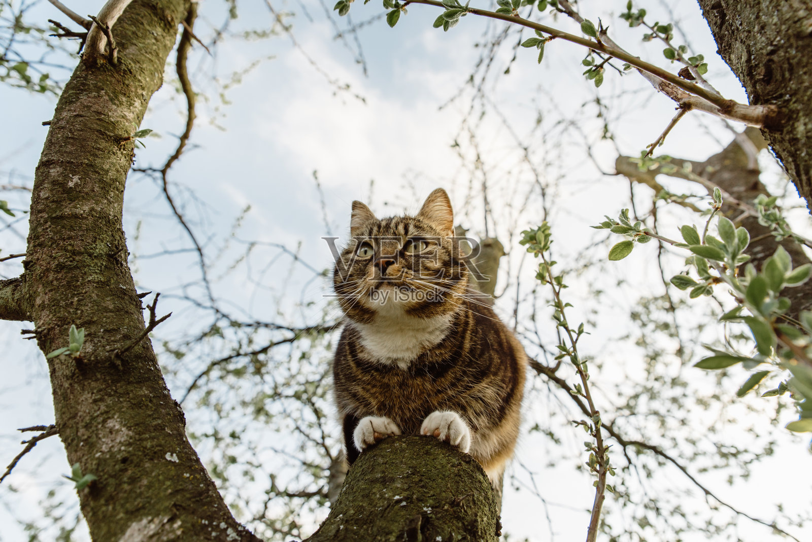 好奇的白爪子小毛猫爬在花园里的一棵树上照片摄影图片