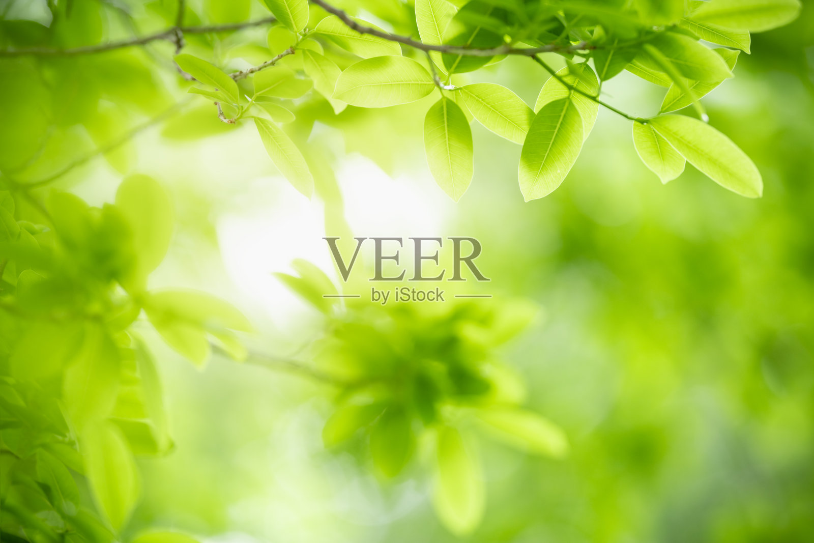 在阳光下模糊的绿叶背景上观赏美丽的自然景观，以散景和复制空间作为背景的自然植物景观，生态壁纸的概念。照片摄影图片