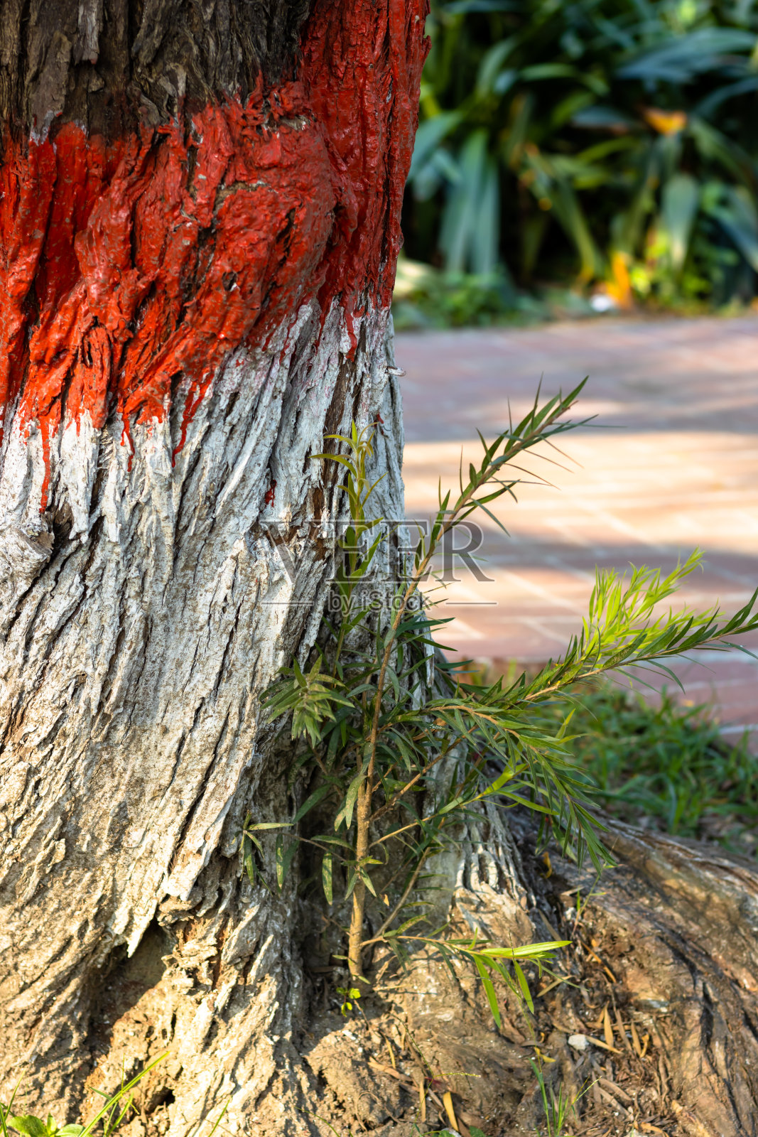在花园内将新生植物与树根紧密结合照片摄影图片