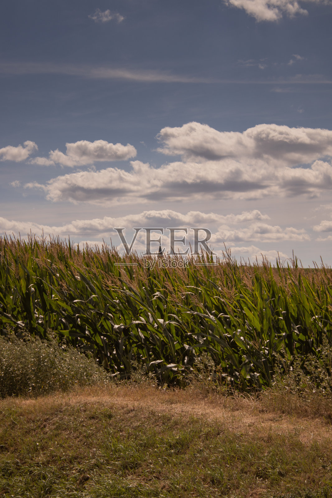 一片高高的玉米地，上面是美丽的蓝天，一条小路通向玉米地照片摄影图片