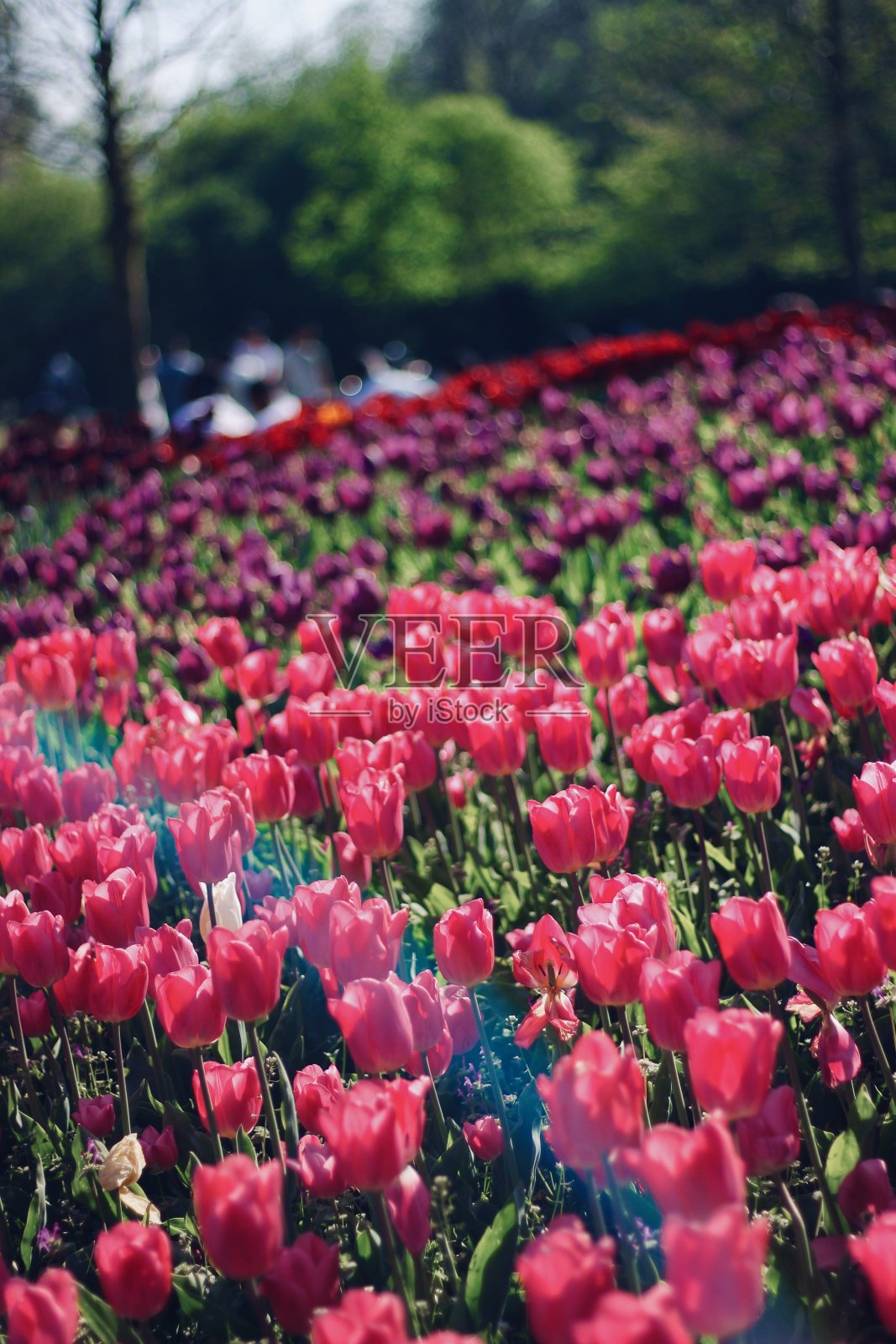 花在荷兰照片摄影图片