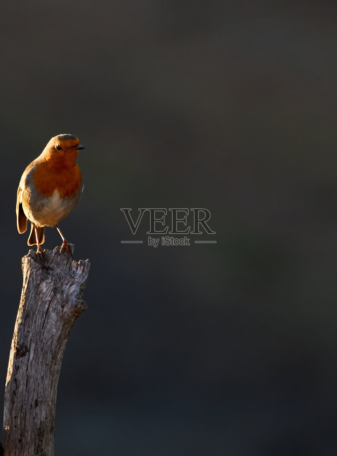 狩猎鸟类，欧洲知更鸟(Erithacus rubecula)或巴伦西亚Bocairent地区的Sierra Mariola知更鸟照片摄影图片