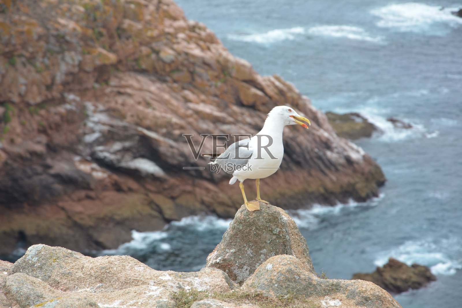 海鸥照片摄影图片