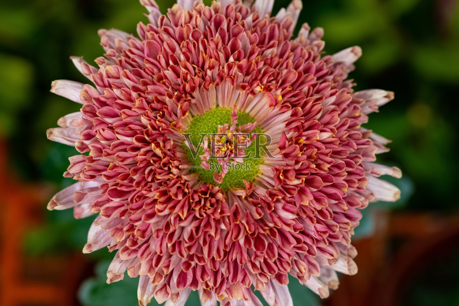 靠近中央的一朵红色菊花照片摄影图片