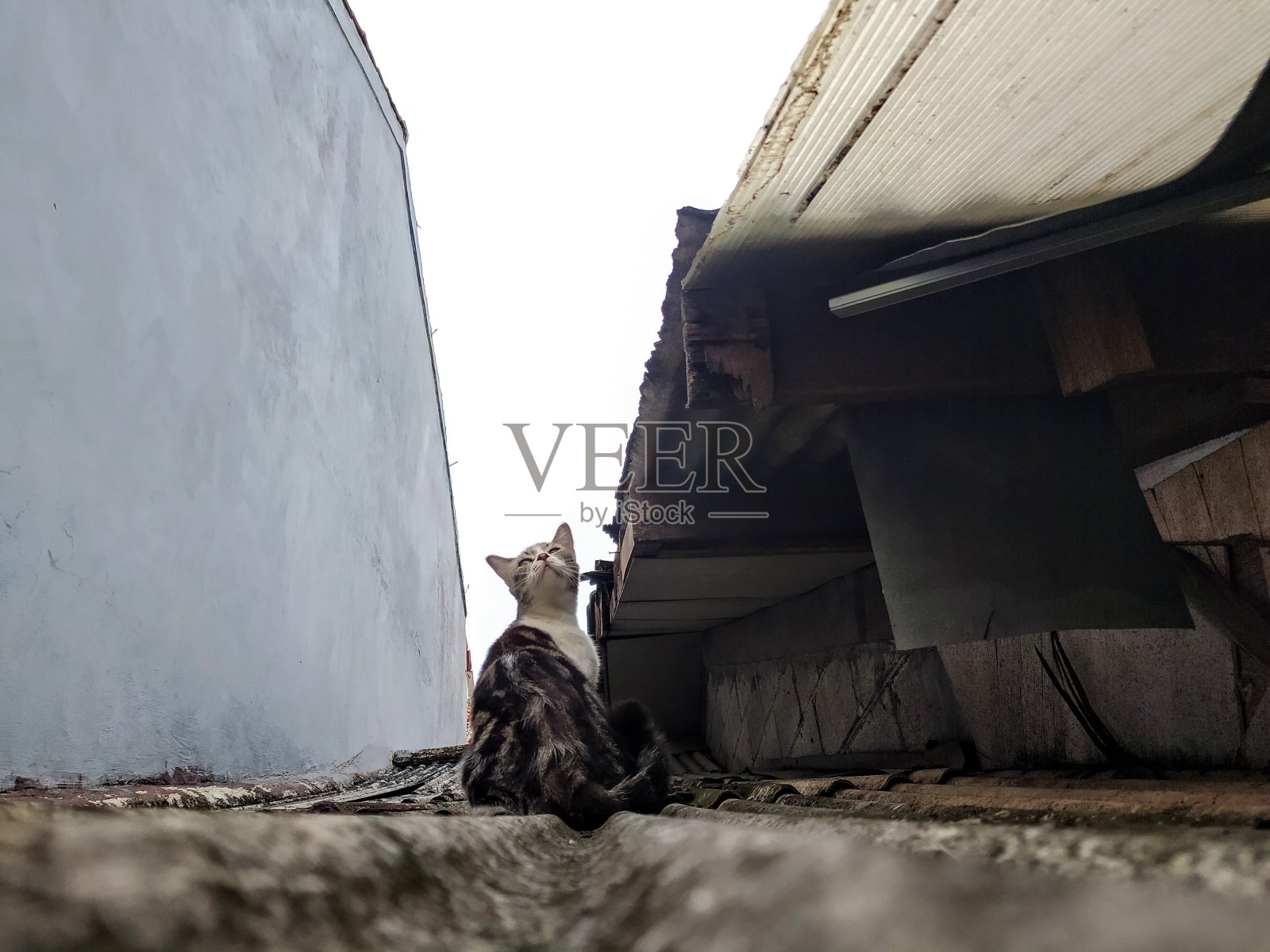 屋顶上的猫照片摄影图片