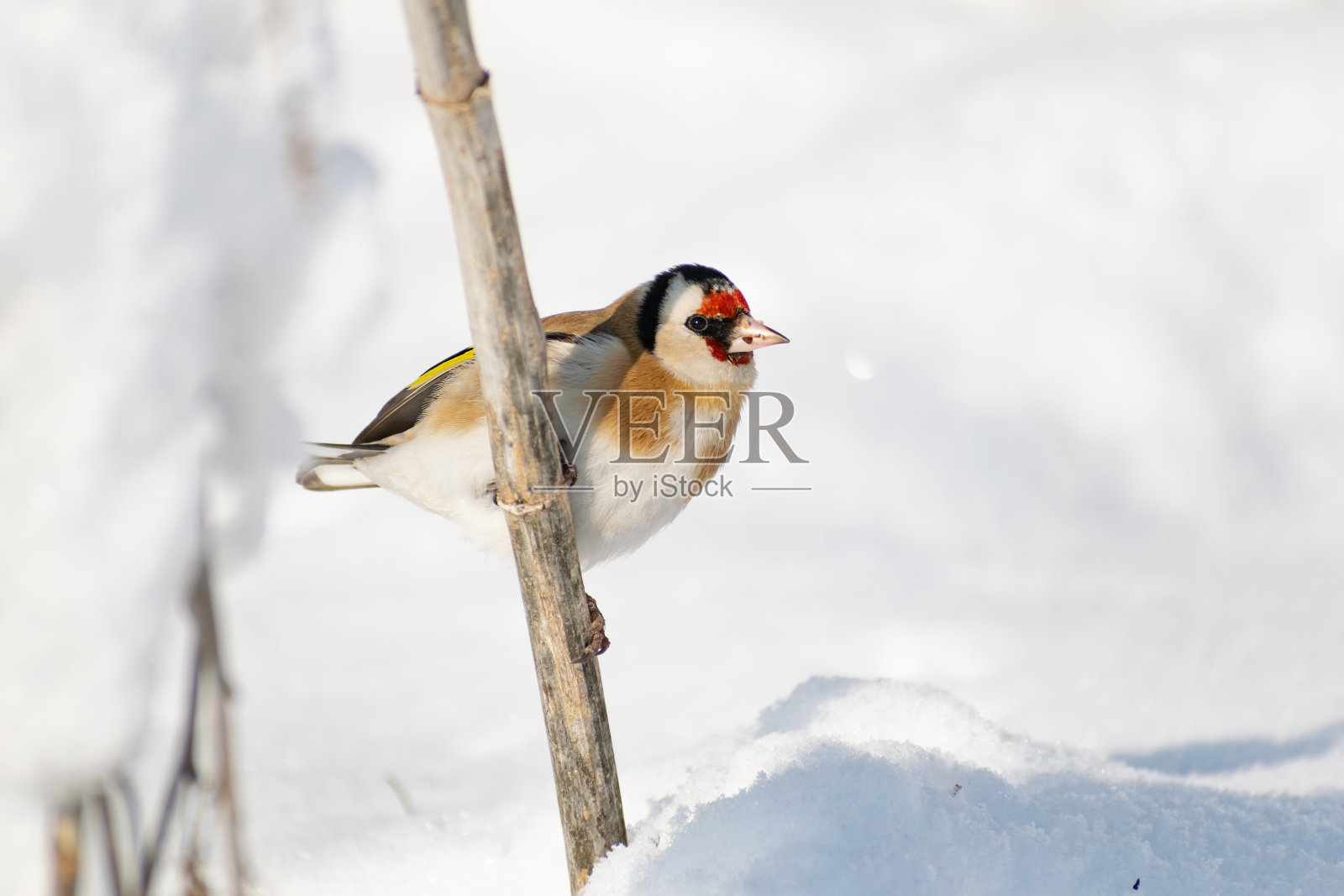 金翅雀是一种色彩斑斓的雀科鸟，它坐在灌木丛的树枝上，用嘴啄着种子。照片摄影图片
