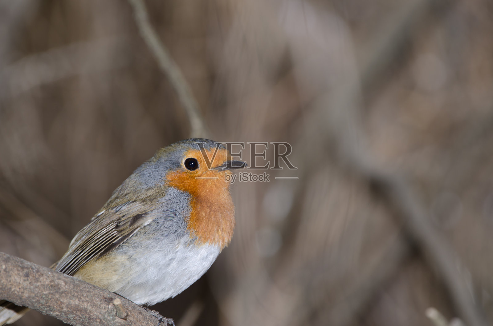 红鹤罗宾站在树枝上。照片摄影图片