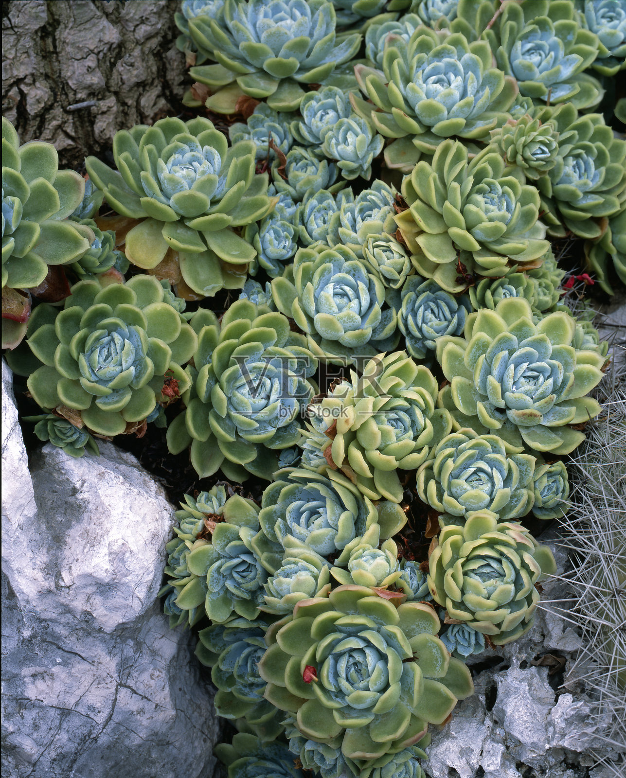 埃切维里亚照片摄影图片