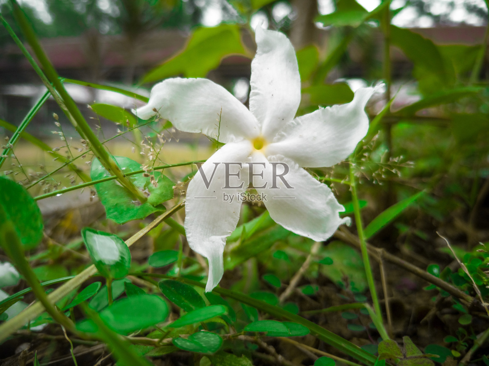 茉莉花照片摄影图片