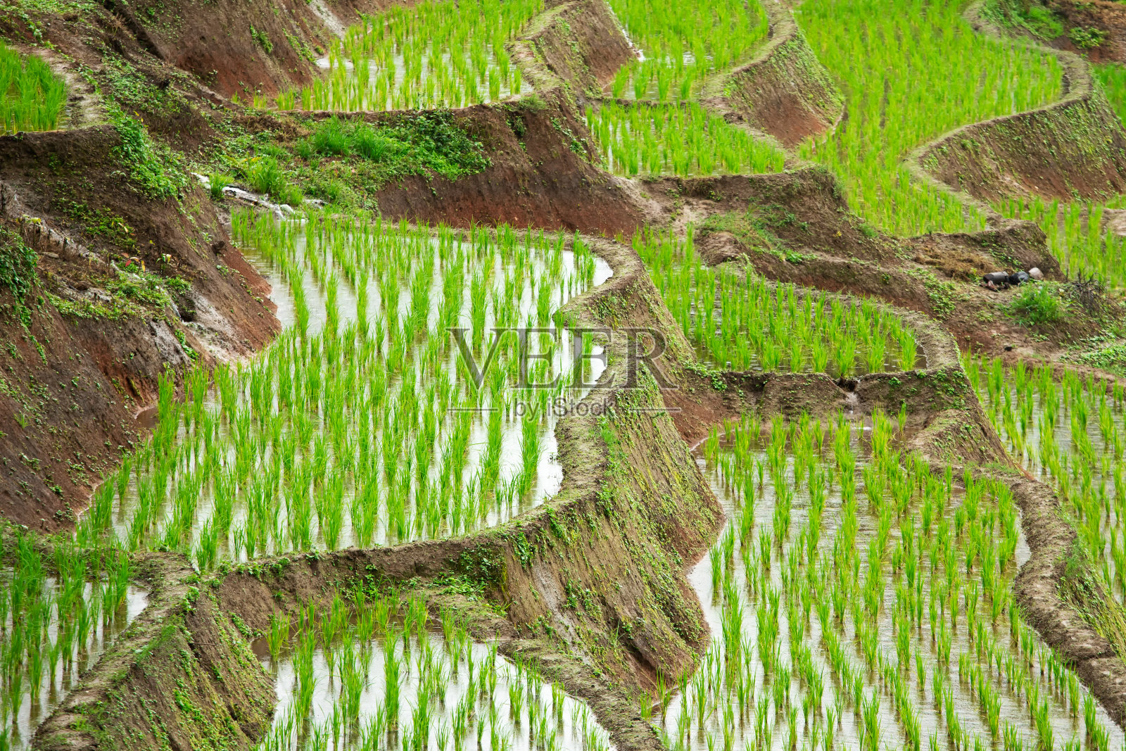 泰国北部山区梯田稻田的特写照片摄影图片