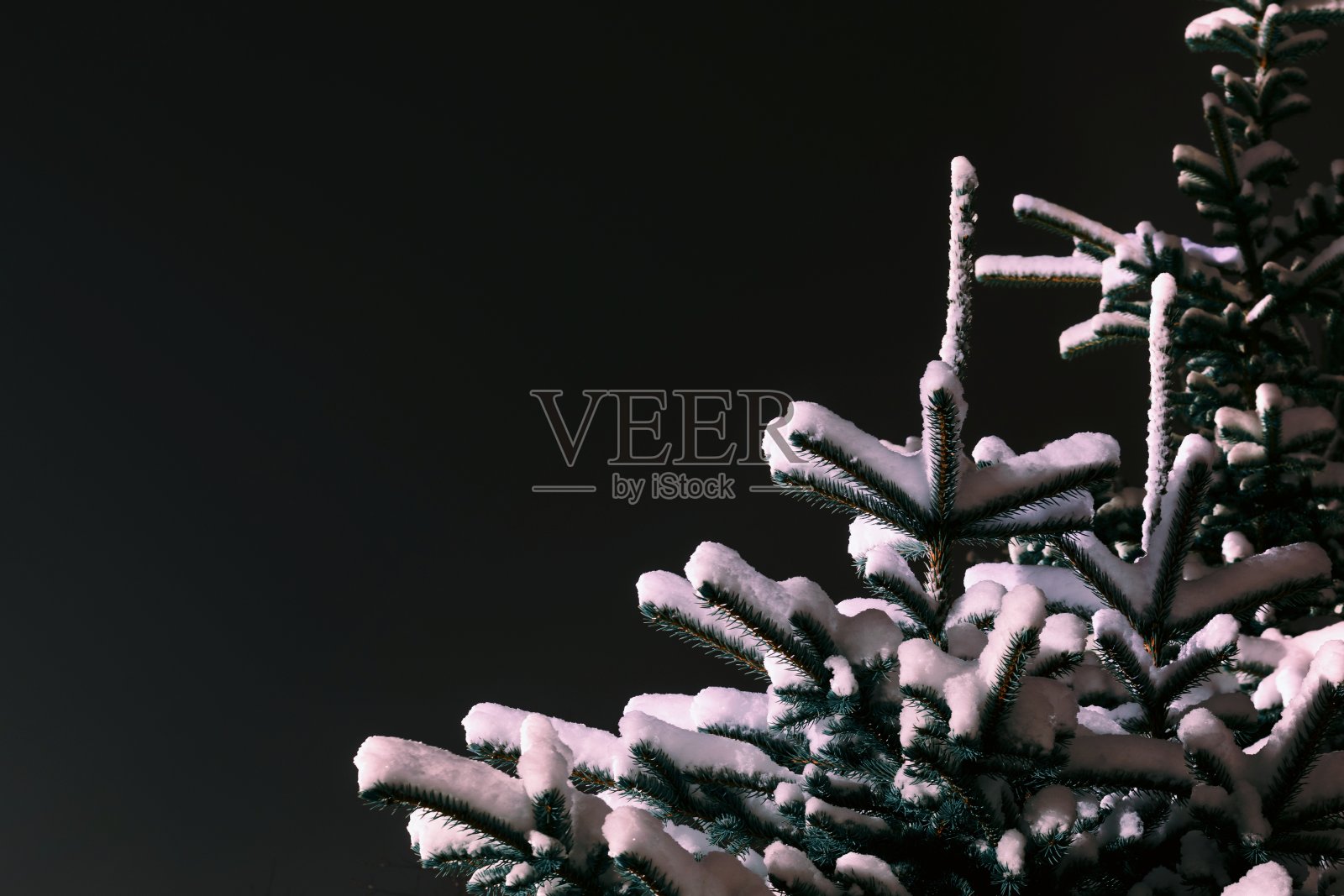 在夜空的背景下，自然云杉树枝上覆盖着白雪和灯笼的灯光。特写镜头。照片摄影图片