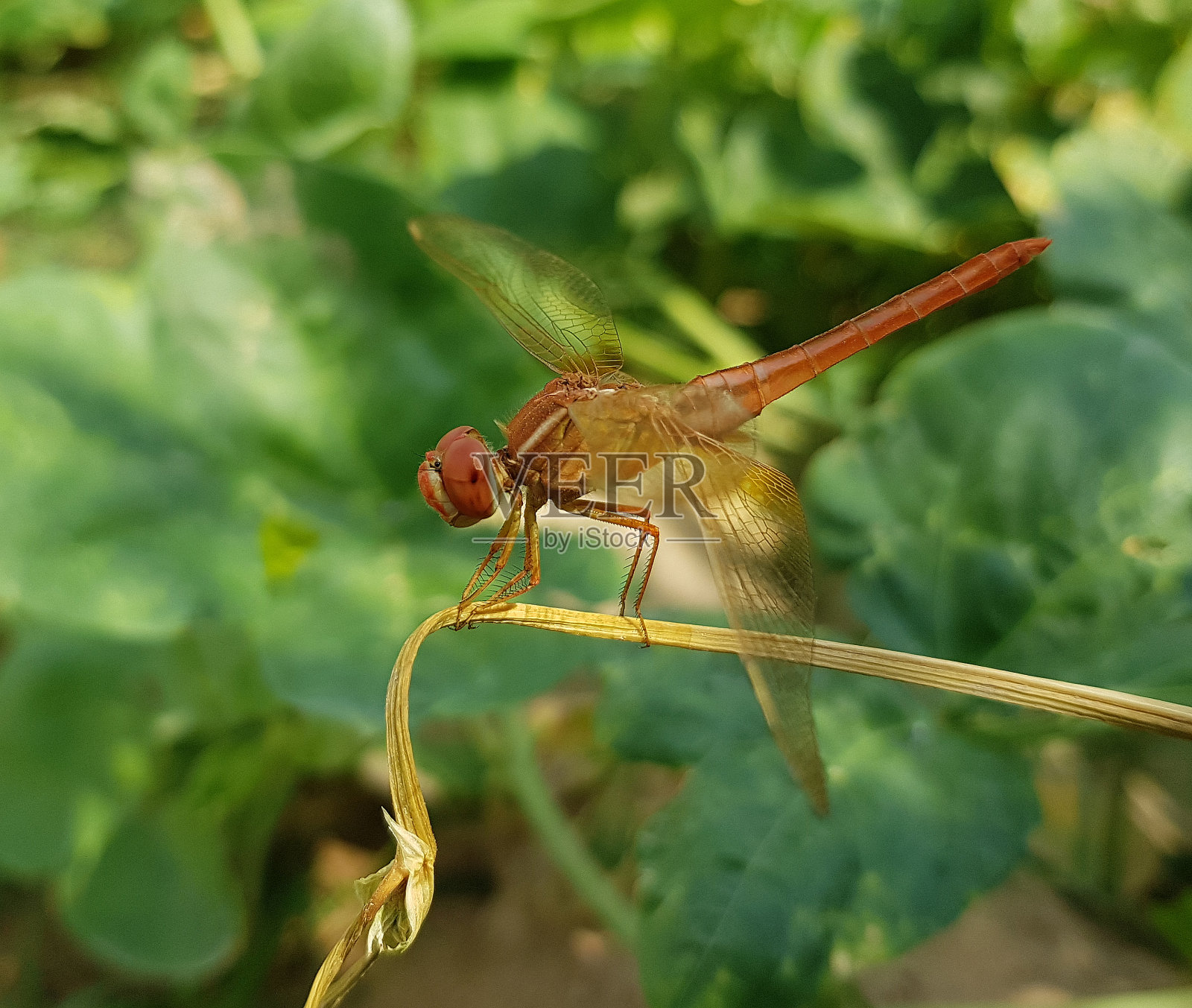 花园里美丽的蜻蜓照片摄影图片