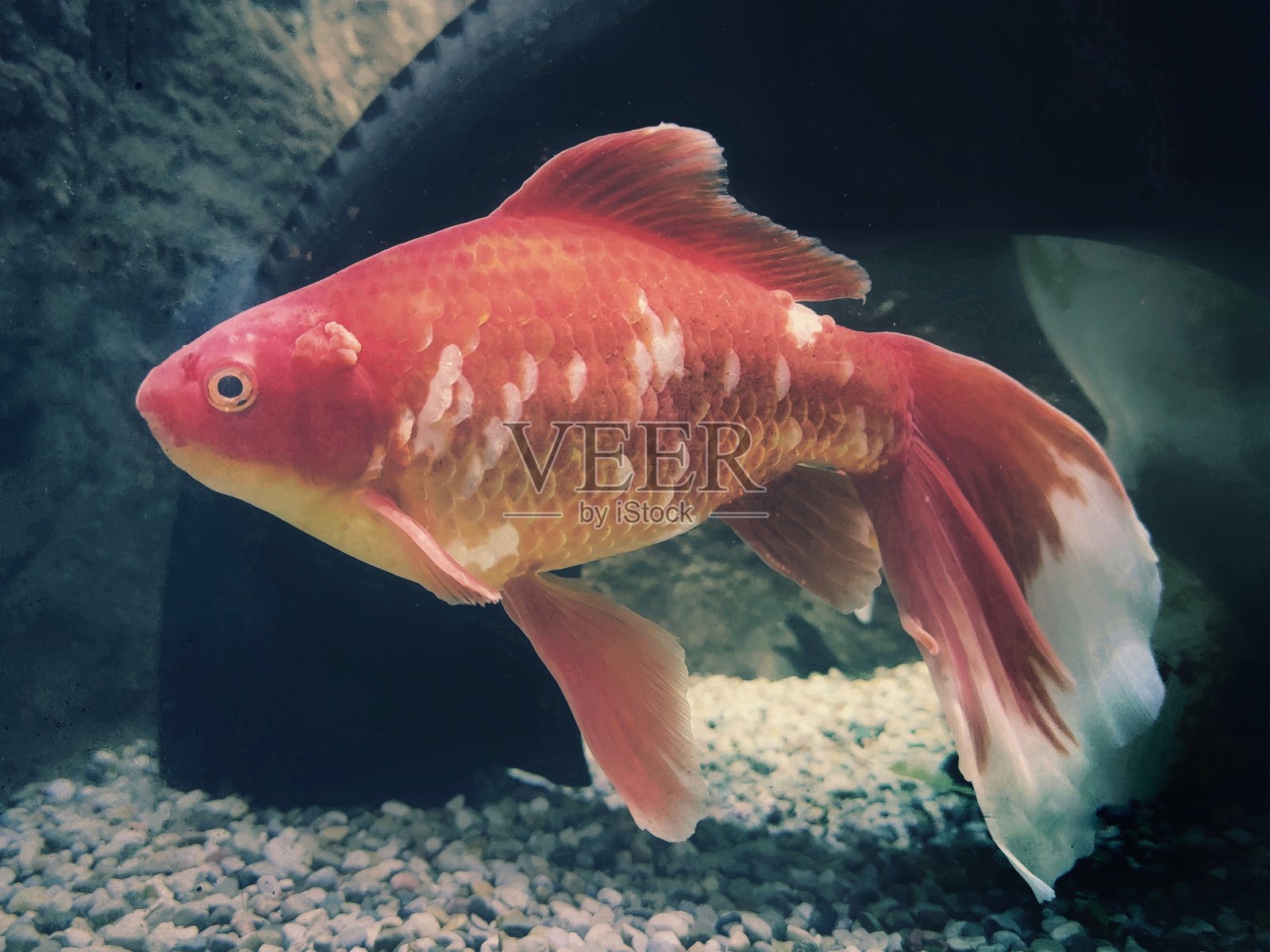 成熟的金鱼照片摄影图片