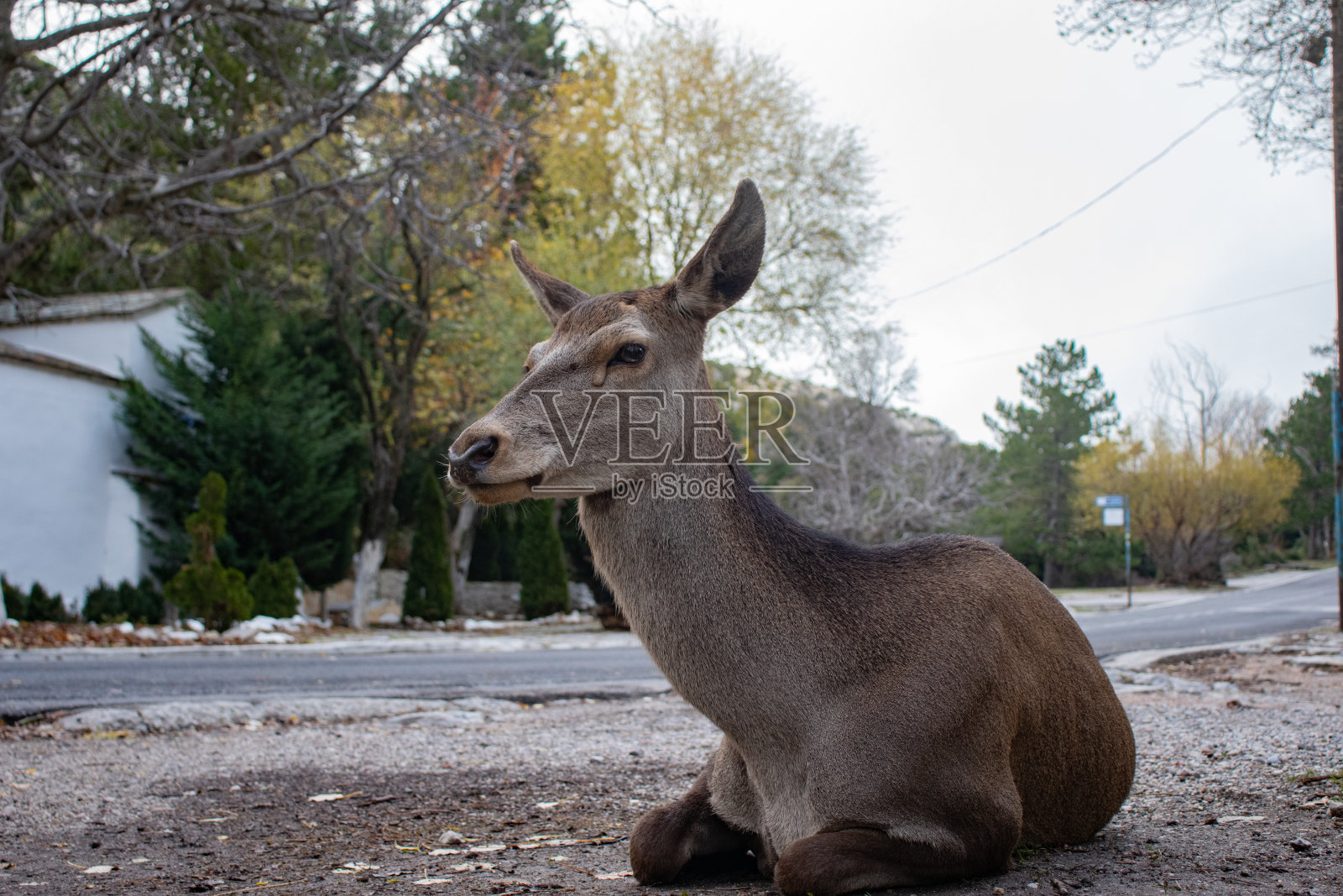 鹿在帕尼塔自由地吃草照片摄影图片