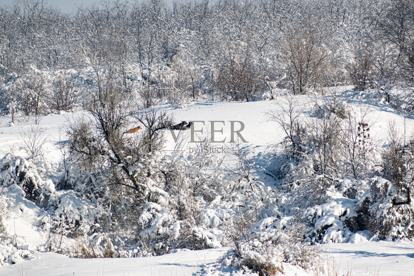 三只中等大小的狗在雪地上跑得很远，周围是冬天没有棕色叶子的树木和植被照片摄影图片