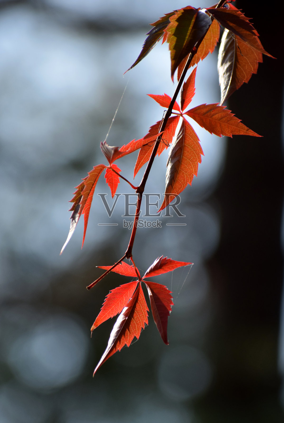 野酒秋日照片摄影图片