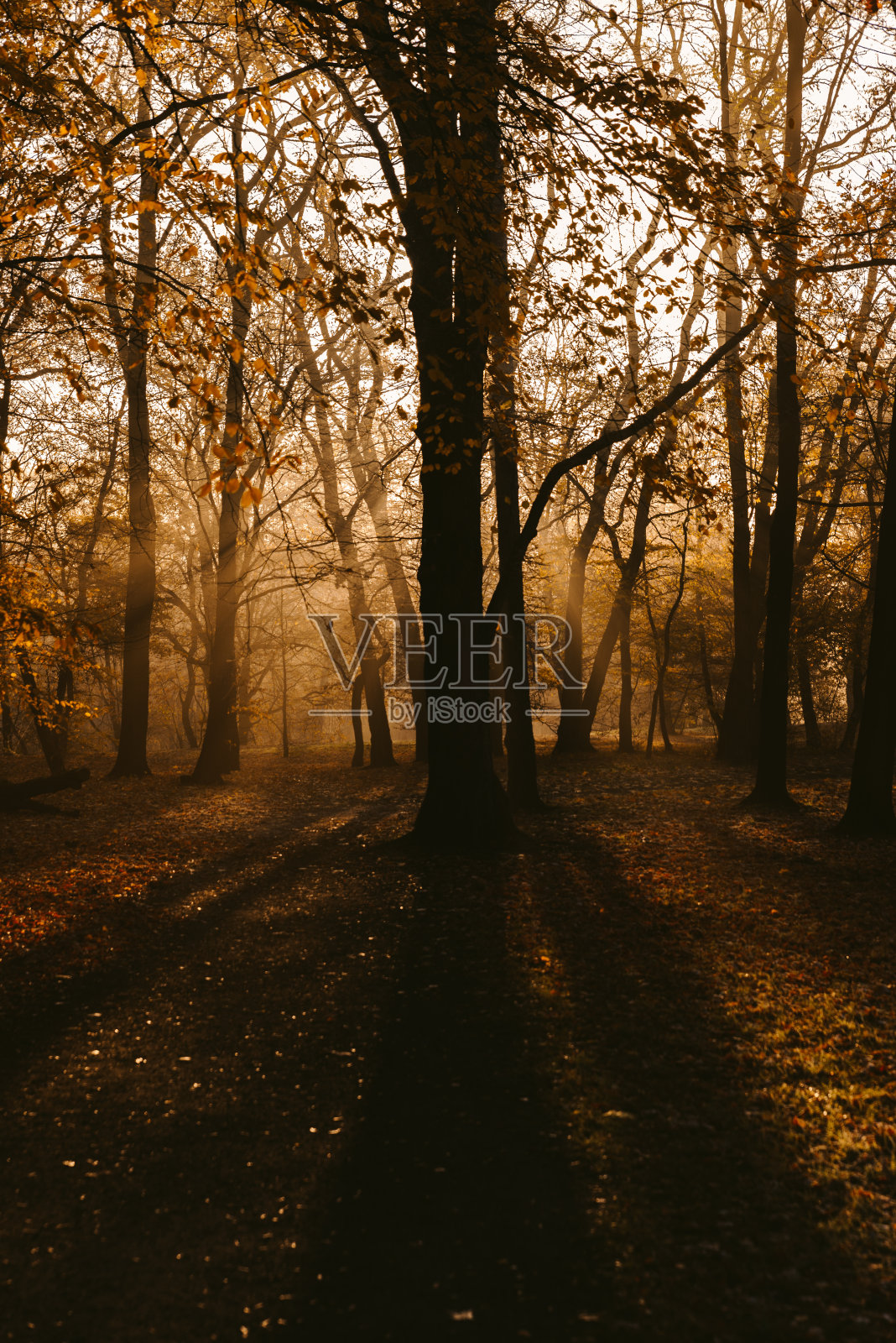 日出在公园和雾，冬天的开始照片摄影图片