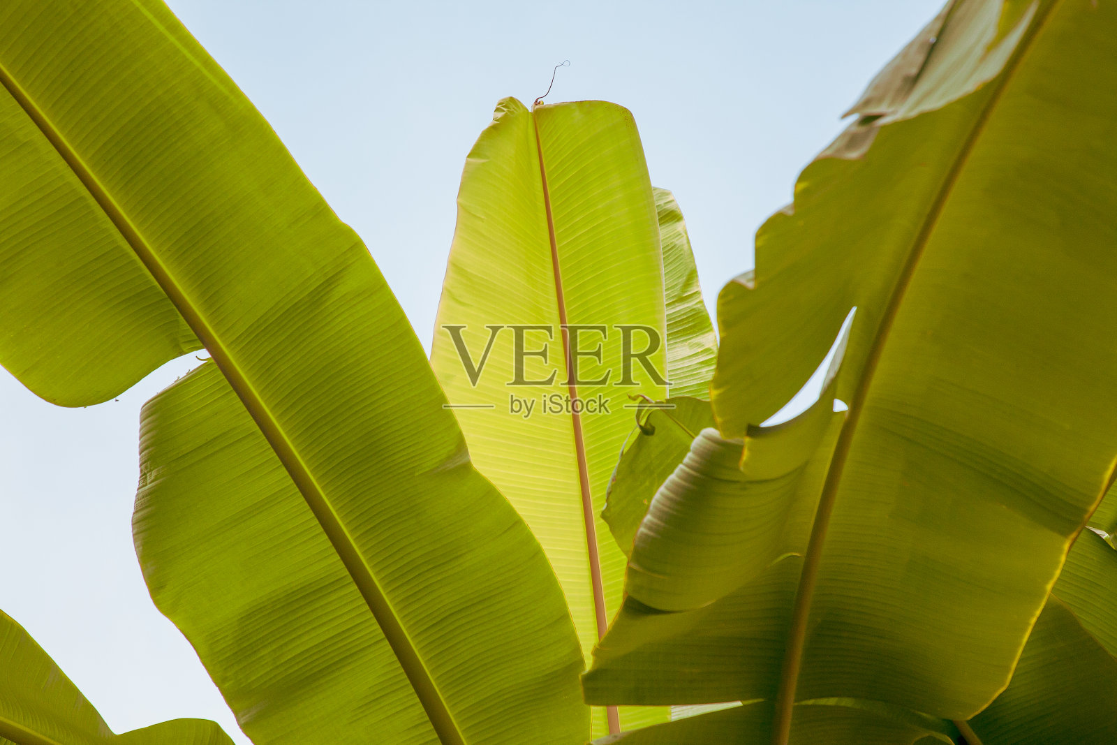 一组大的绿色芭蕉叶在阳光下的天空背景。天空空间自由的符号或内容。关闭，复制空间。照片摄影图片