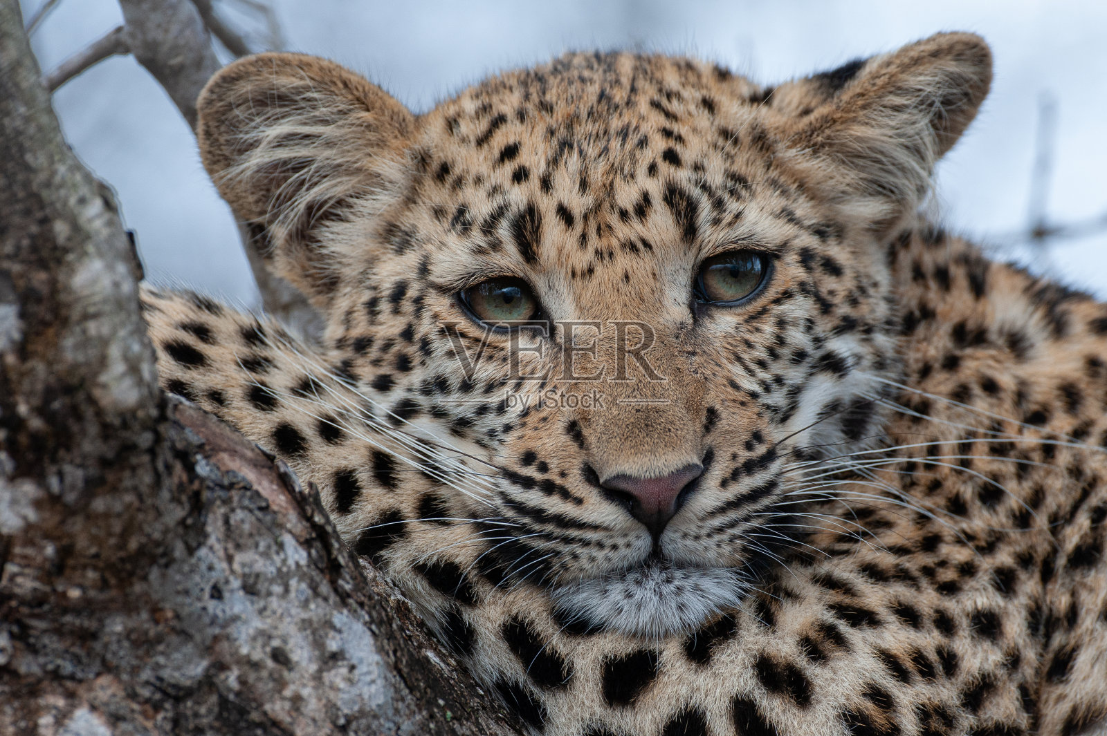 雌豹肖像照片摄影图片