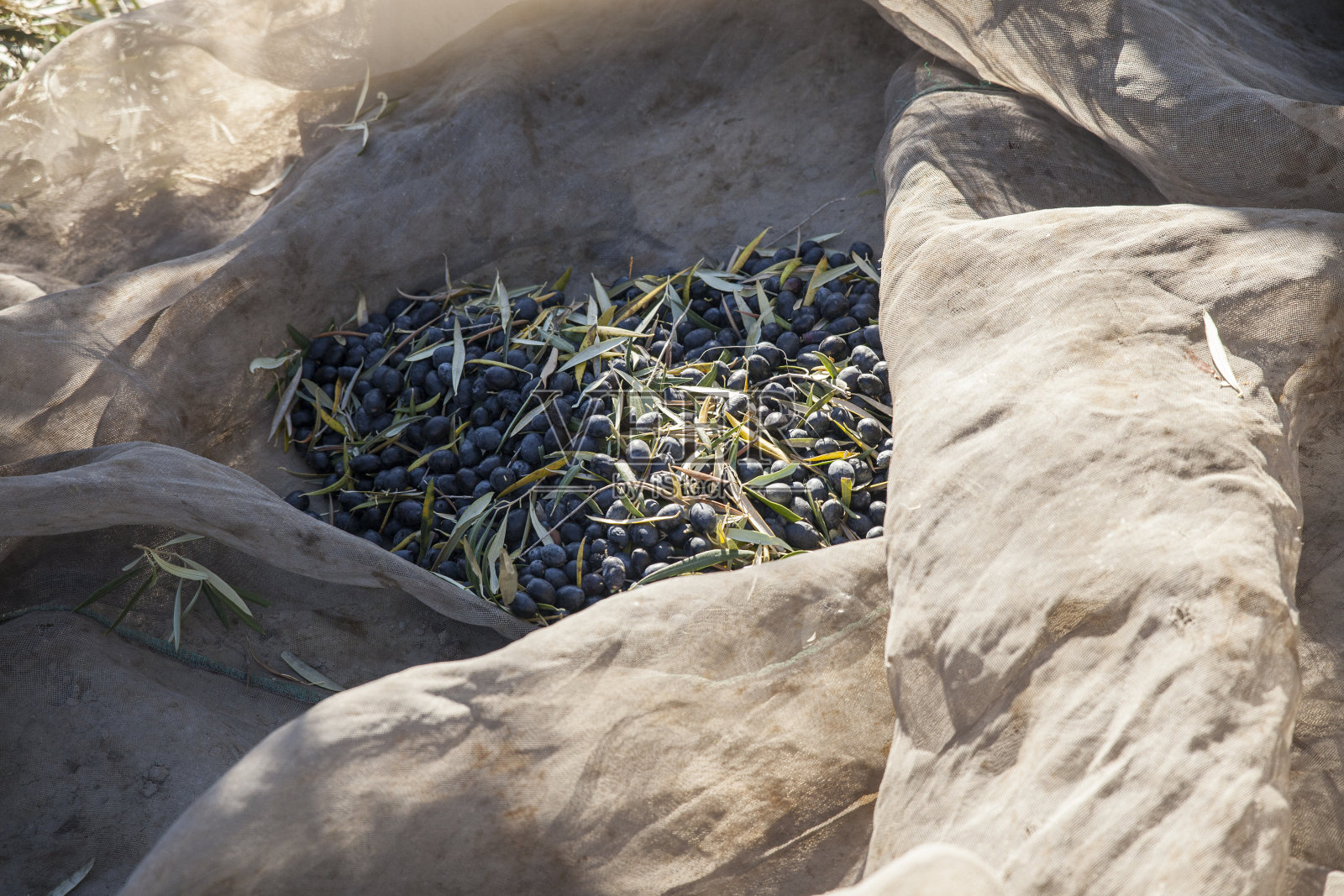 大量的黑橄榄被采摘并堆放在3378网孔里照片摄影图片