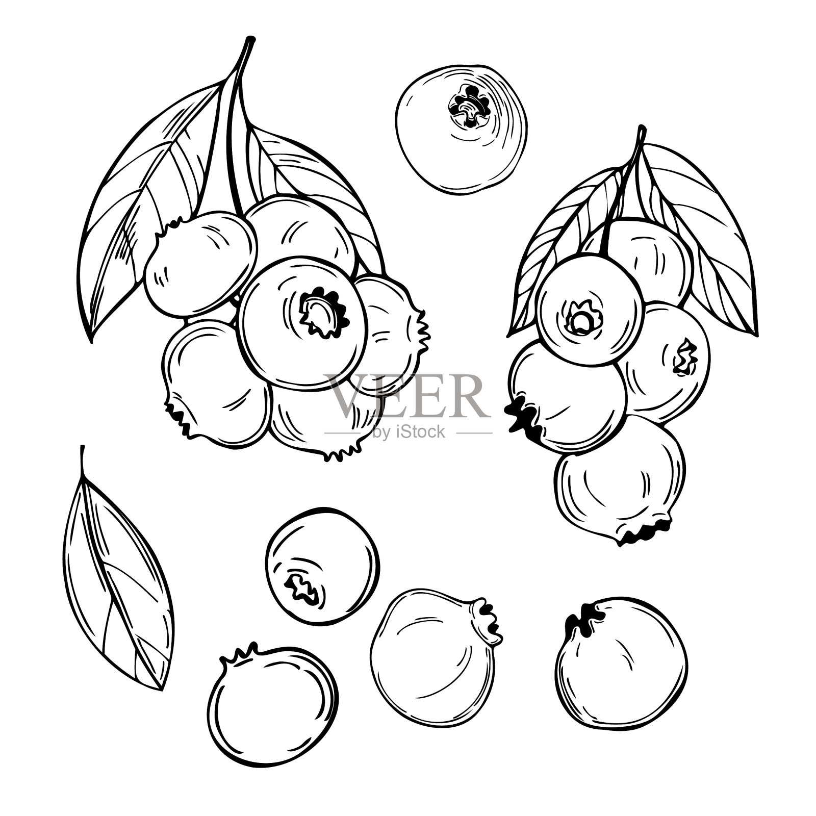 手绘森林浆果蓝莓越桔素描插画图片素材