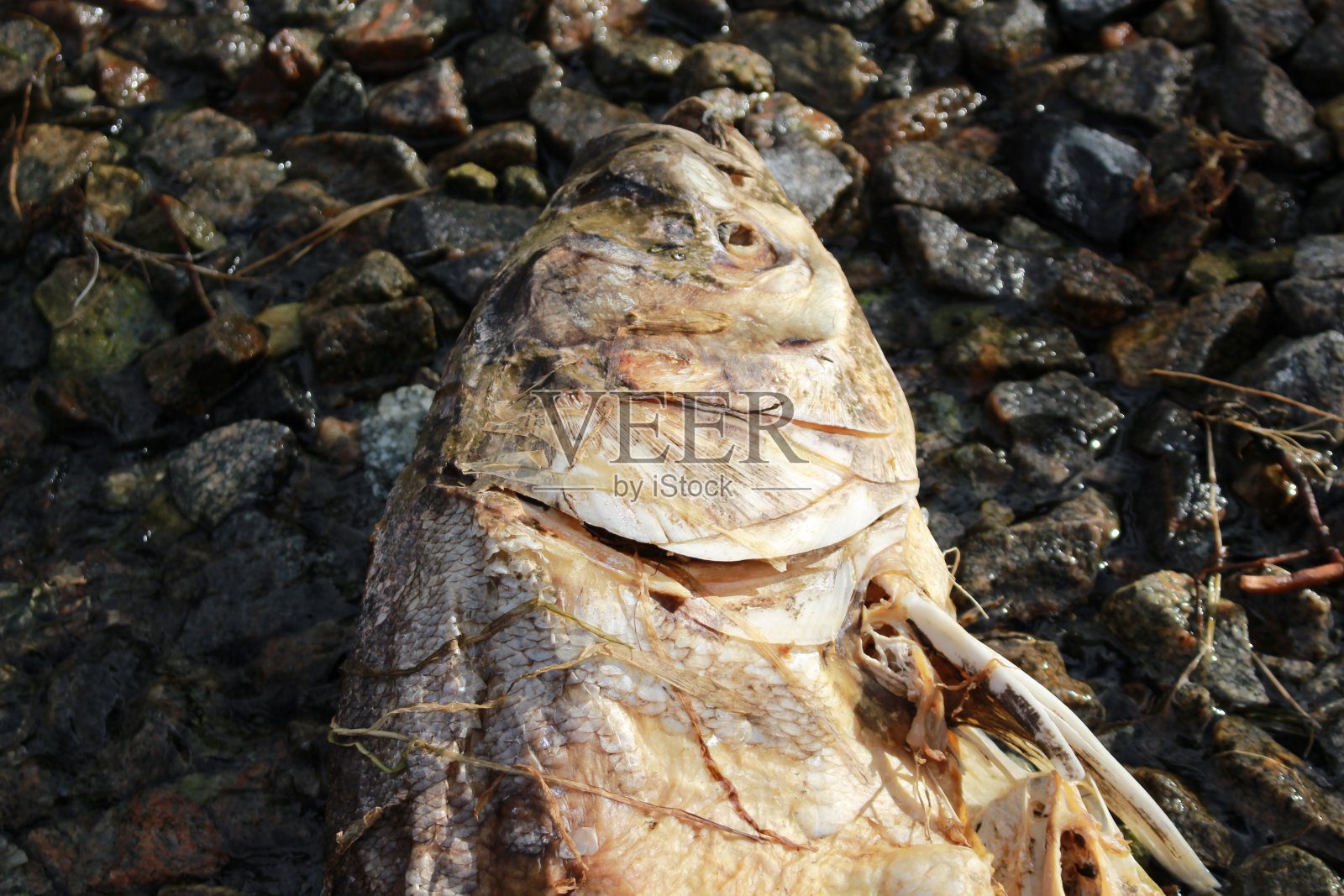 死鱼照片摄影图片