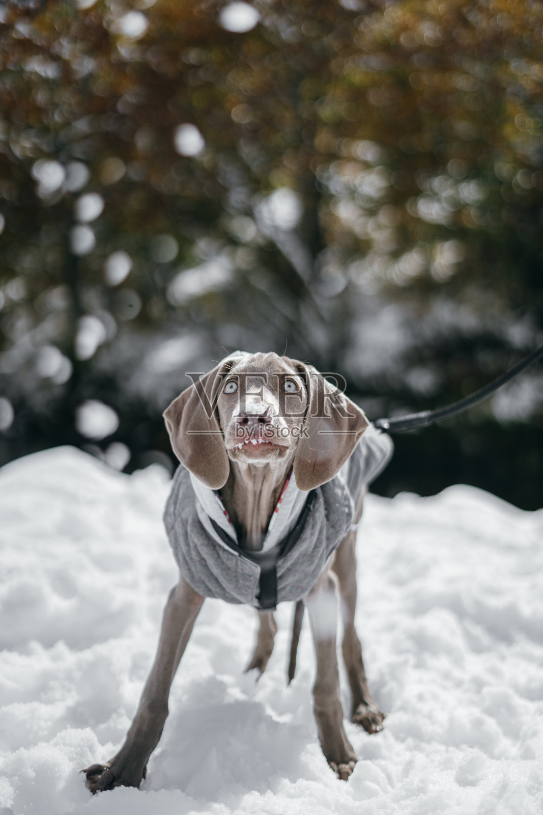 魏玛犬，小狗魏玛犬，穿着外套在玩抓雪球照片摄影图片