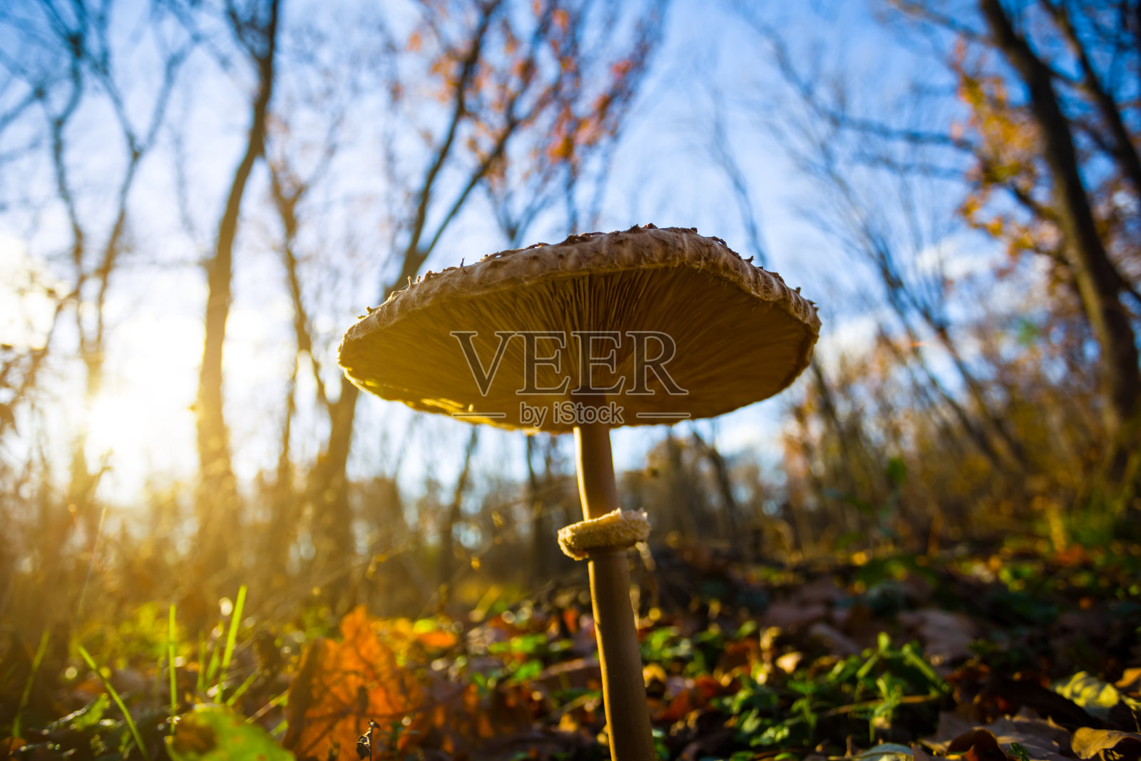 特写阳伞蘑菇在傍晚的阳光照片摄影图片