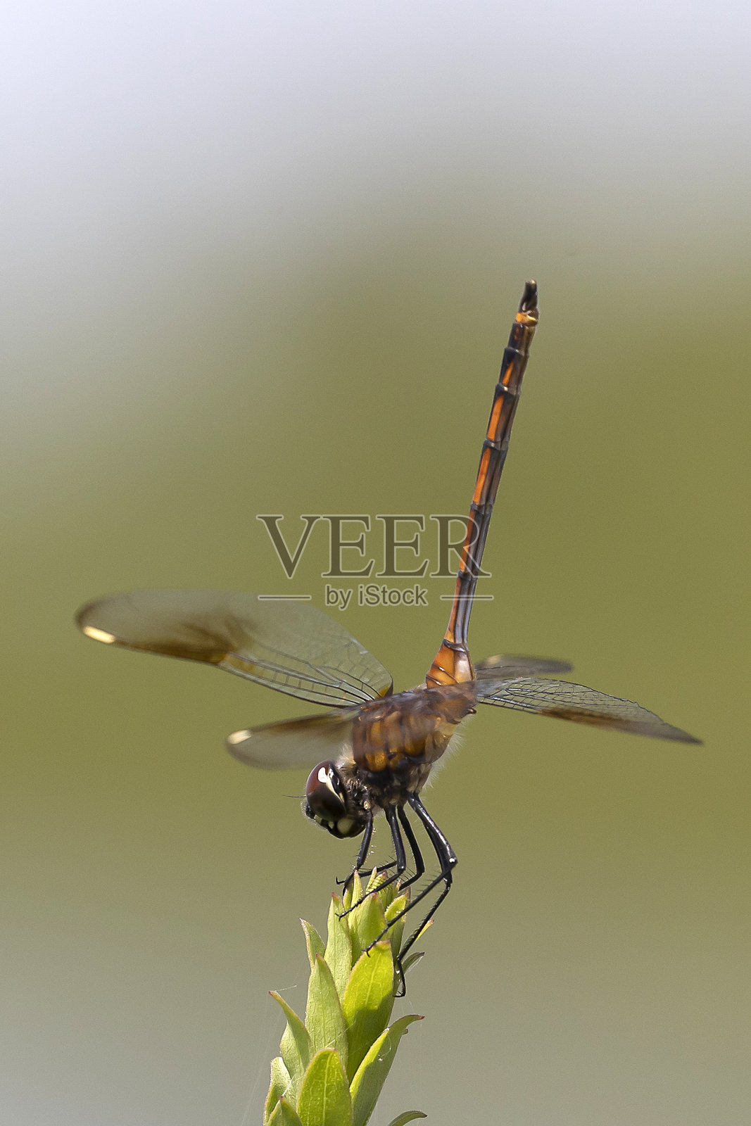 蜻蜓照片摄影图片