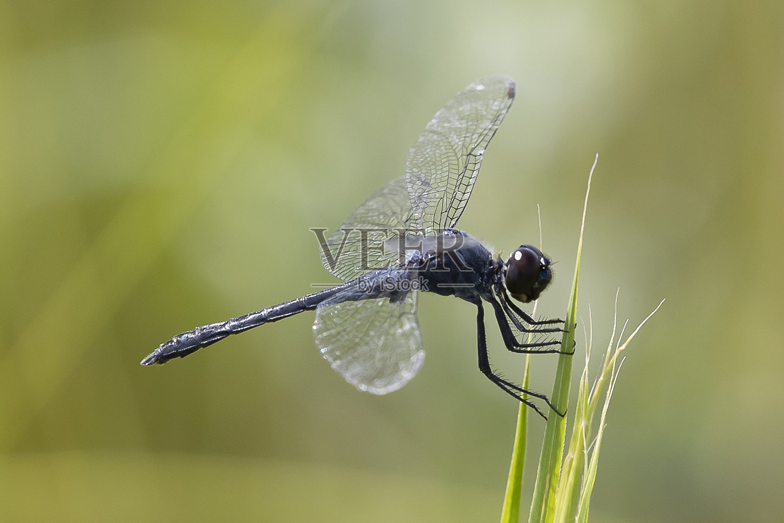 蜻蜓照片摄影图片