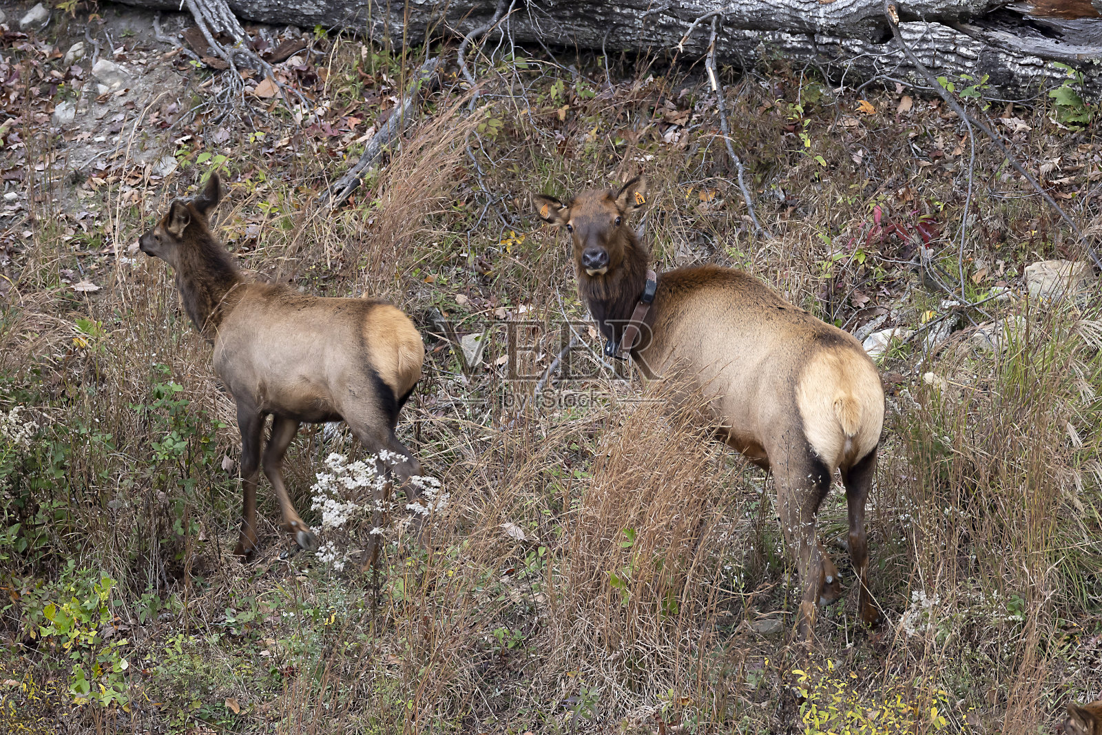 每一个照片摄影图片