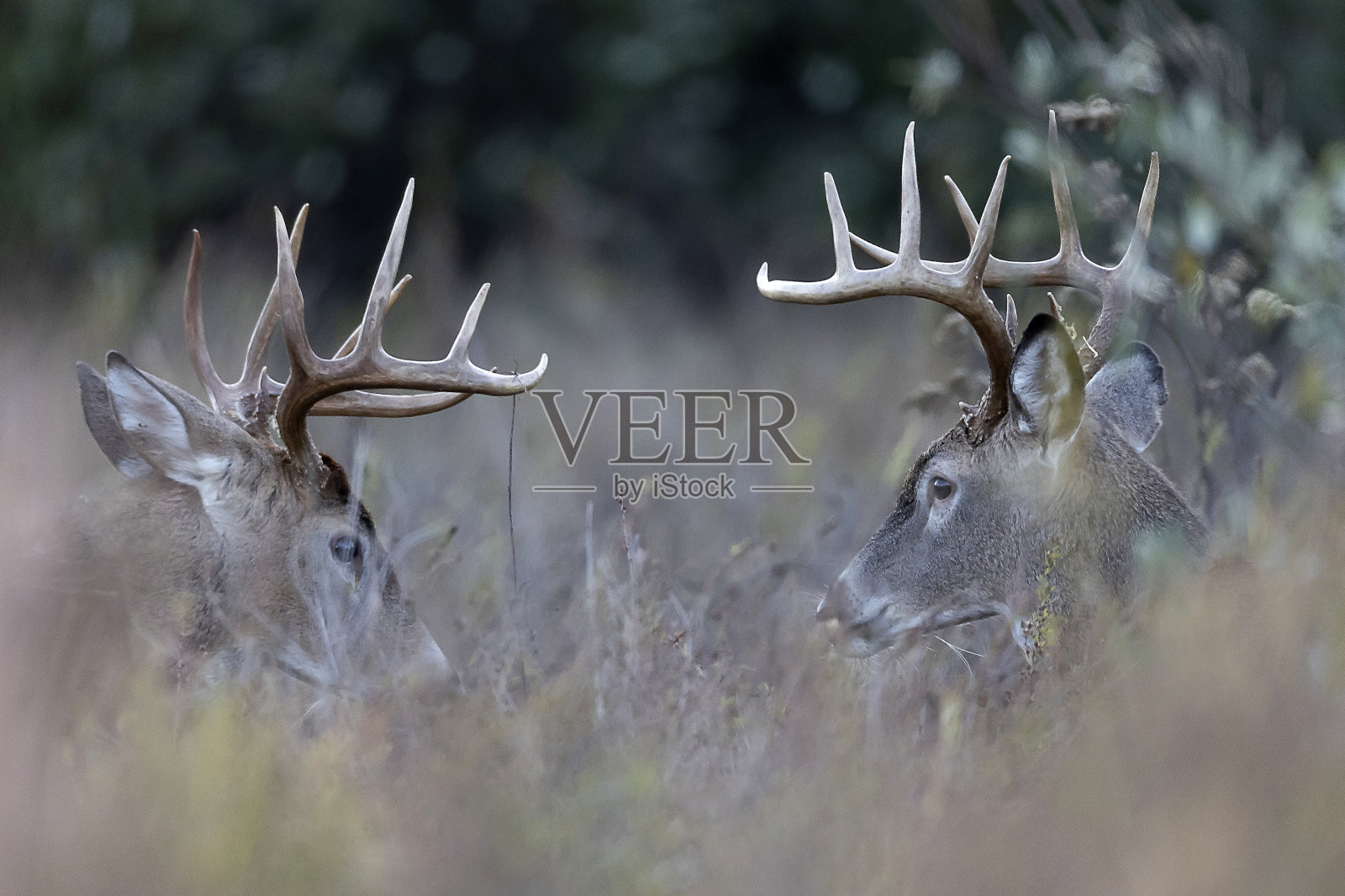 白尾巴克照片摄影图片
