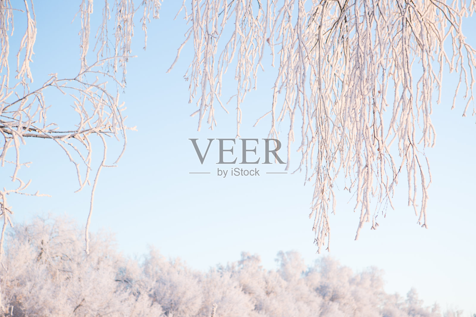 冬天白桦树的树枝映衬着天空照片摄影图片