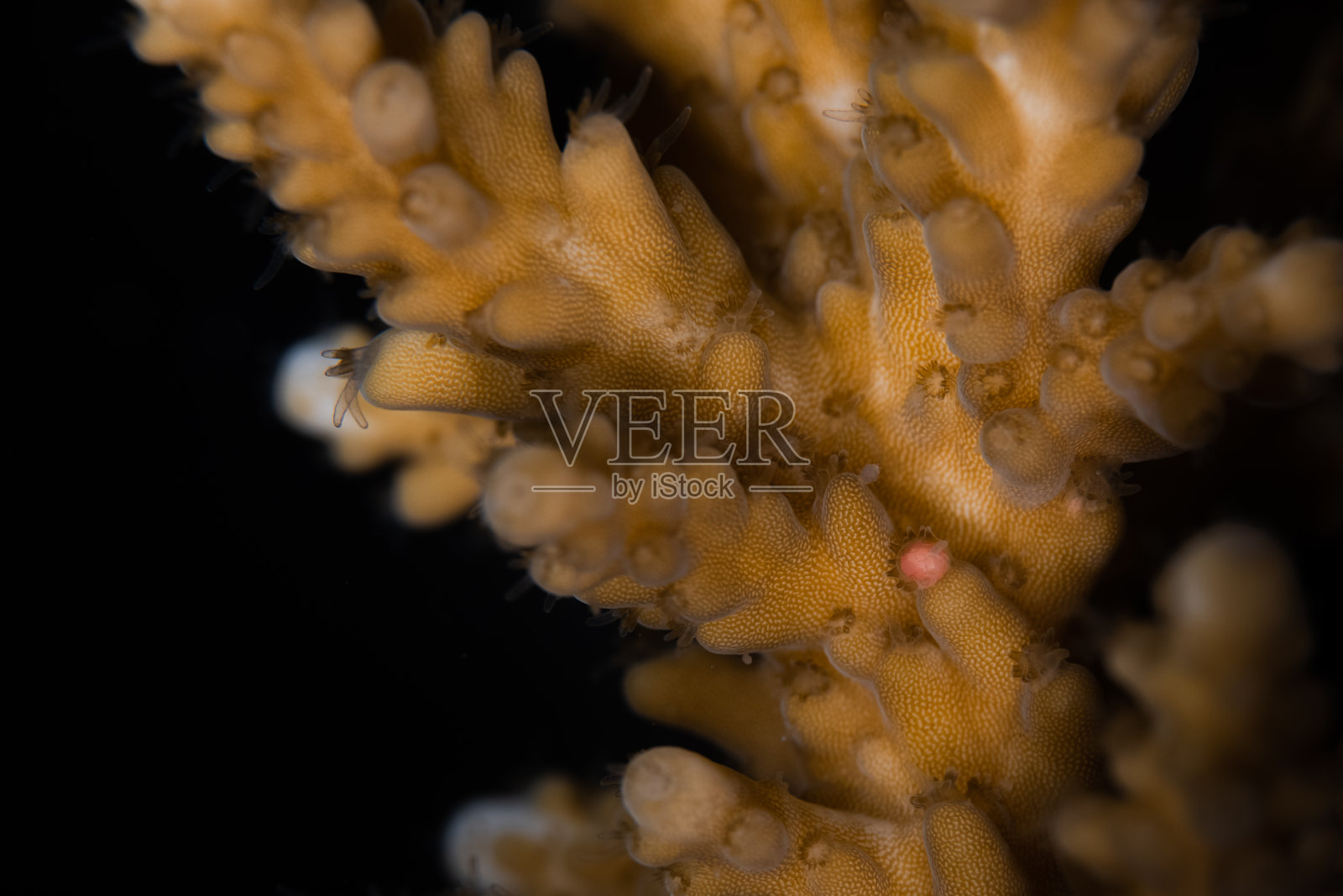 紫菜产卵前的卵-精束照片摄影图片