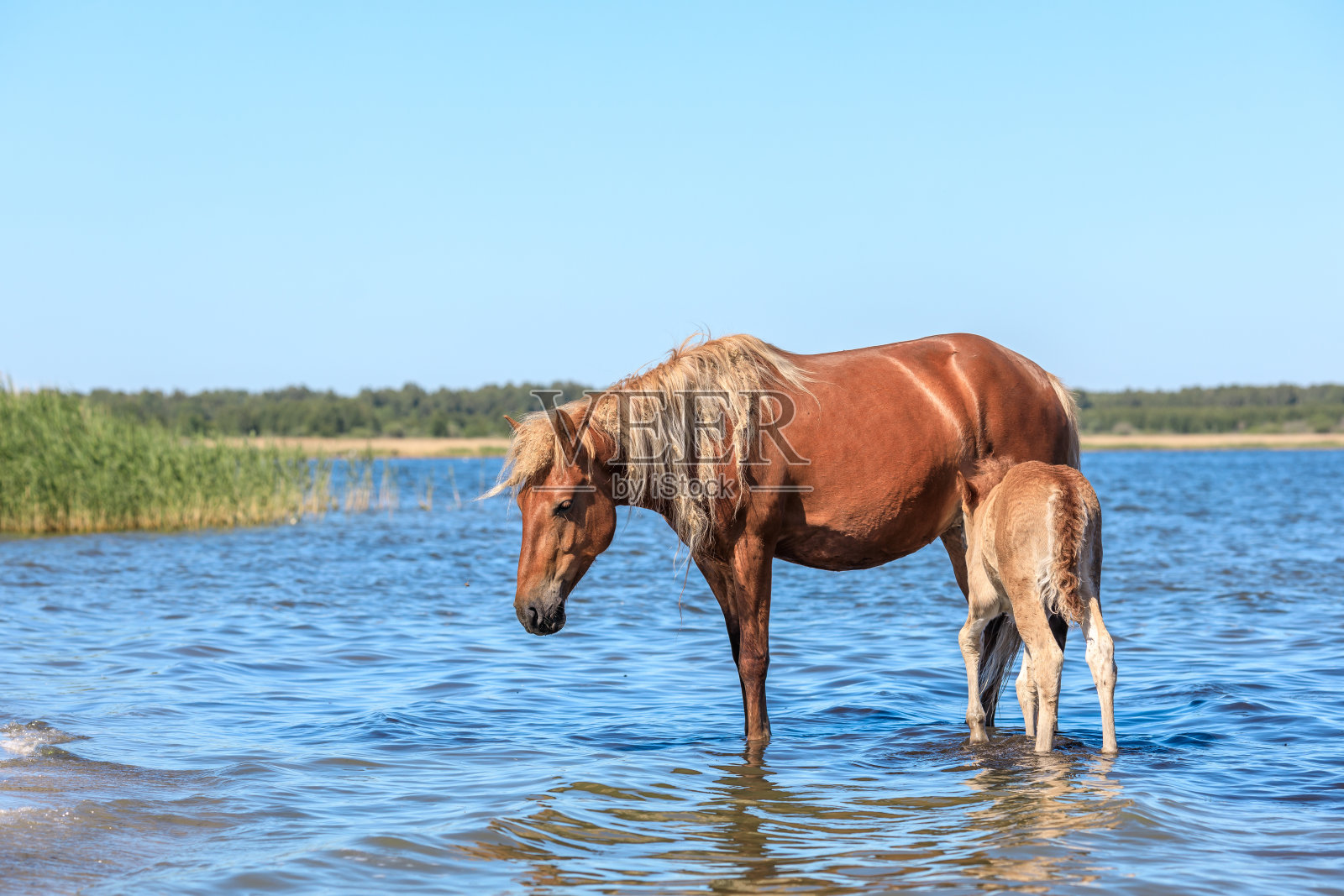 在一个炎热的夏天，一匹马和她的孩子站在池塘里照片摄影图片