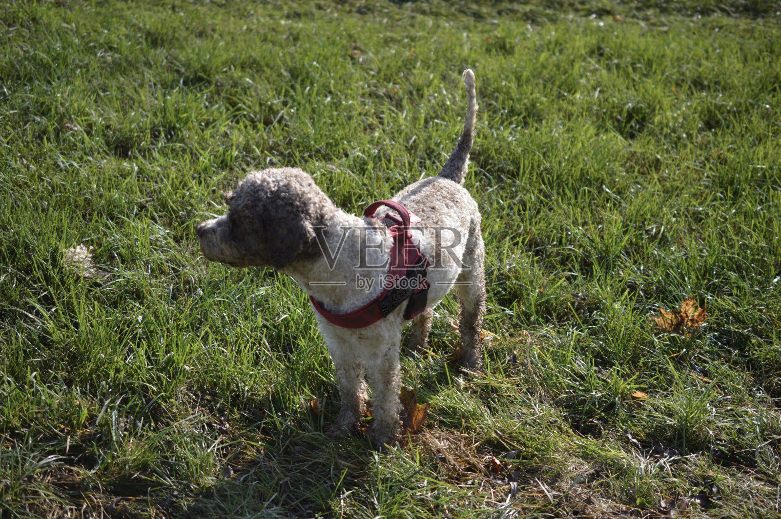这是一只快乐的拉格托·罗马诺洛狗的肖像照片摄影图片