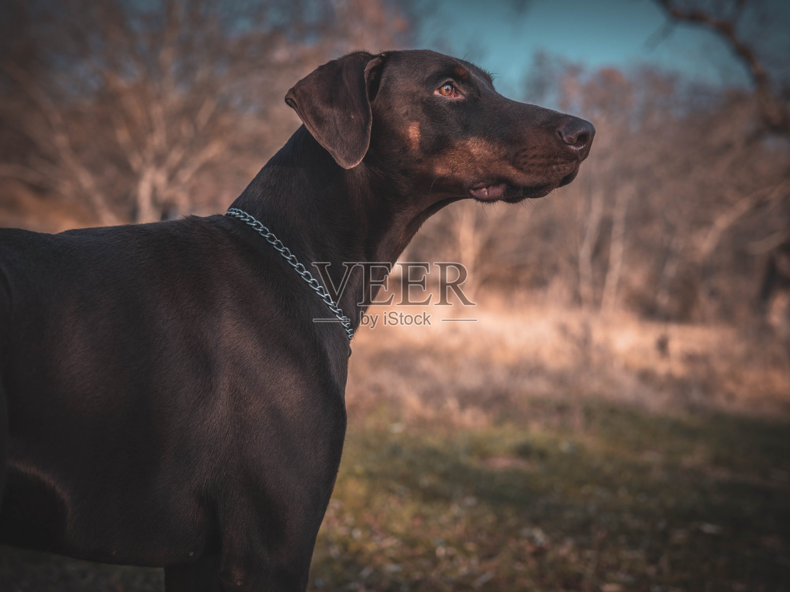 杜宾犬照片摄影图片