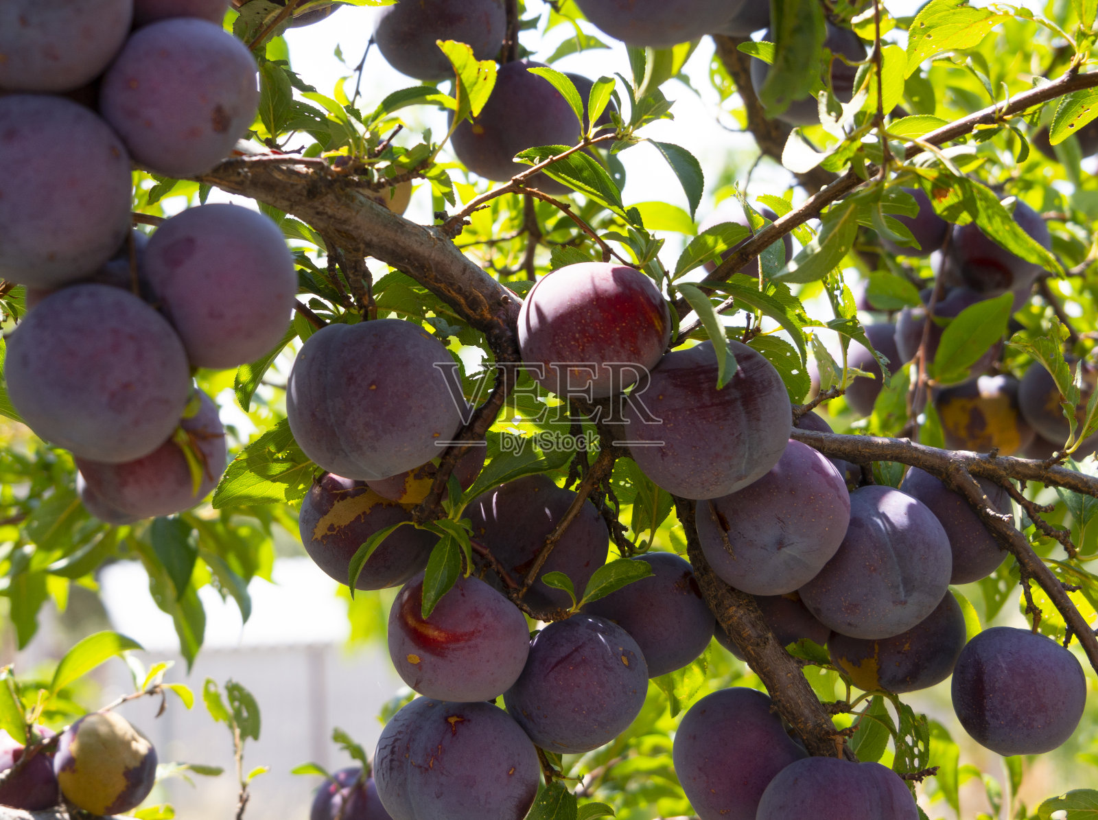 大的紫色香草李子，靠近树枝上的李照片摄影图片