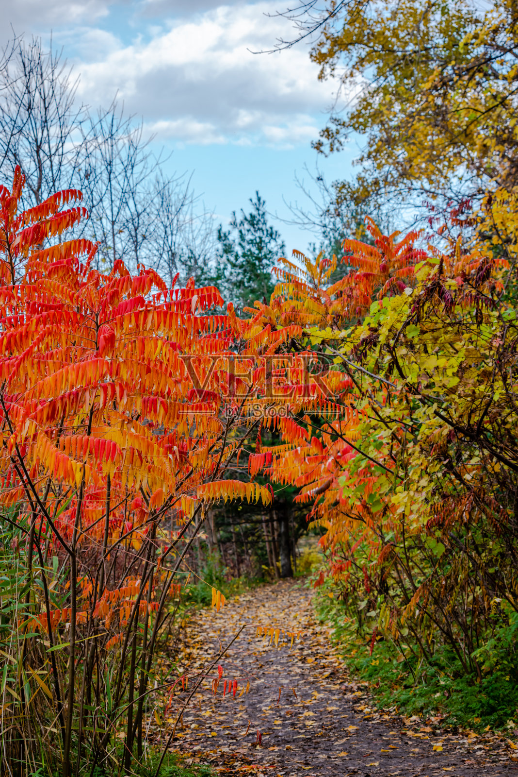 漆树在秋天落叶照片摄影图片