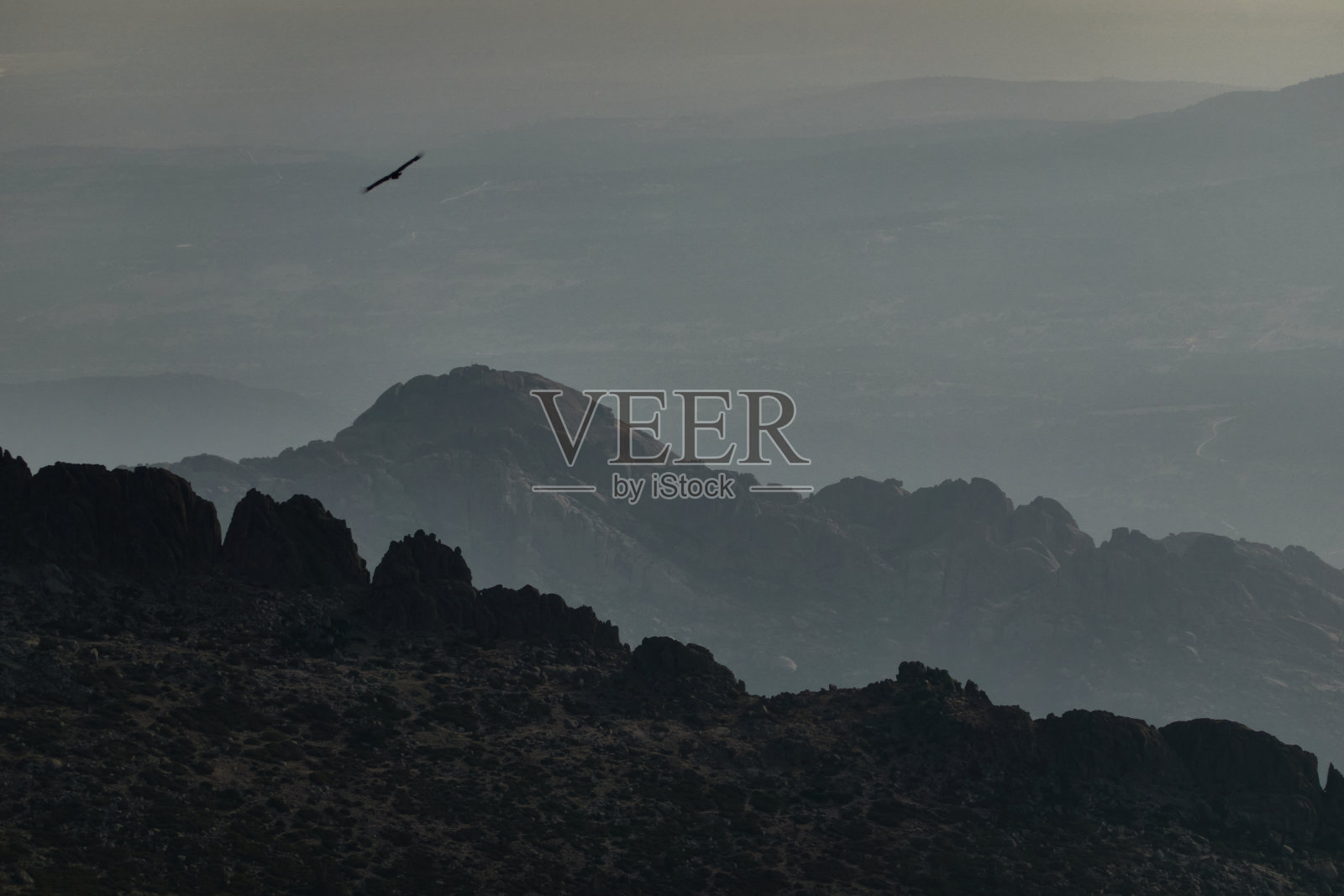 在瓜达拉玛山脉国家公园，一只兀鹫飞过库尔达·拉尔加小径。马德里的社区。西班牙照片摄影图片